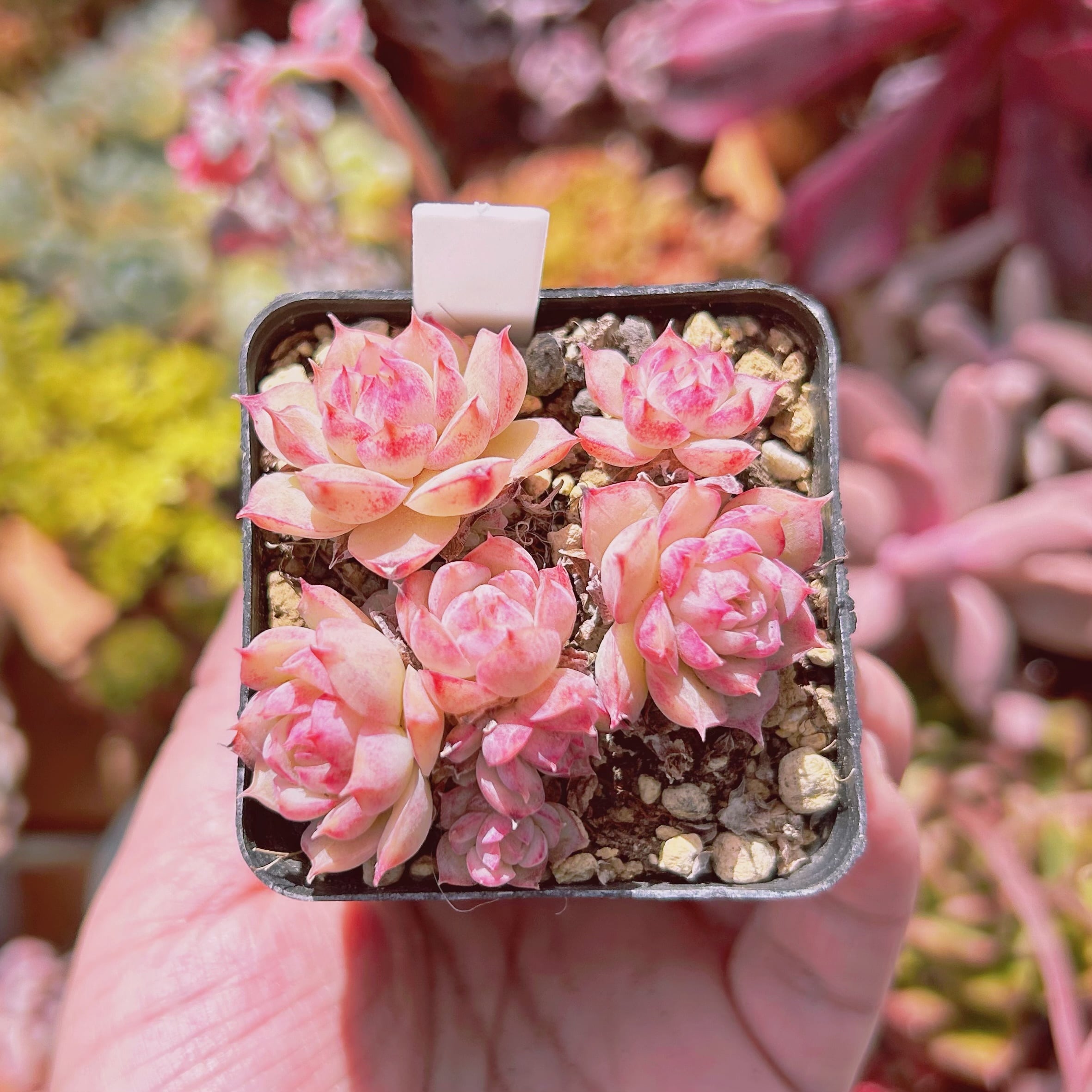 多肉植物^o^  ピンクルルビー ピンクルルビー群生 | RuPo 多肉植物専門店