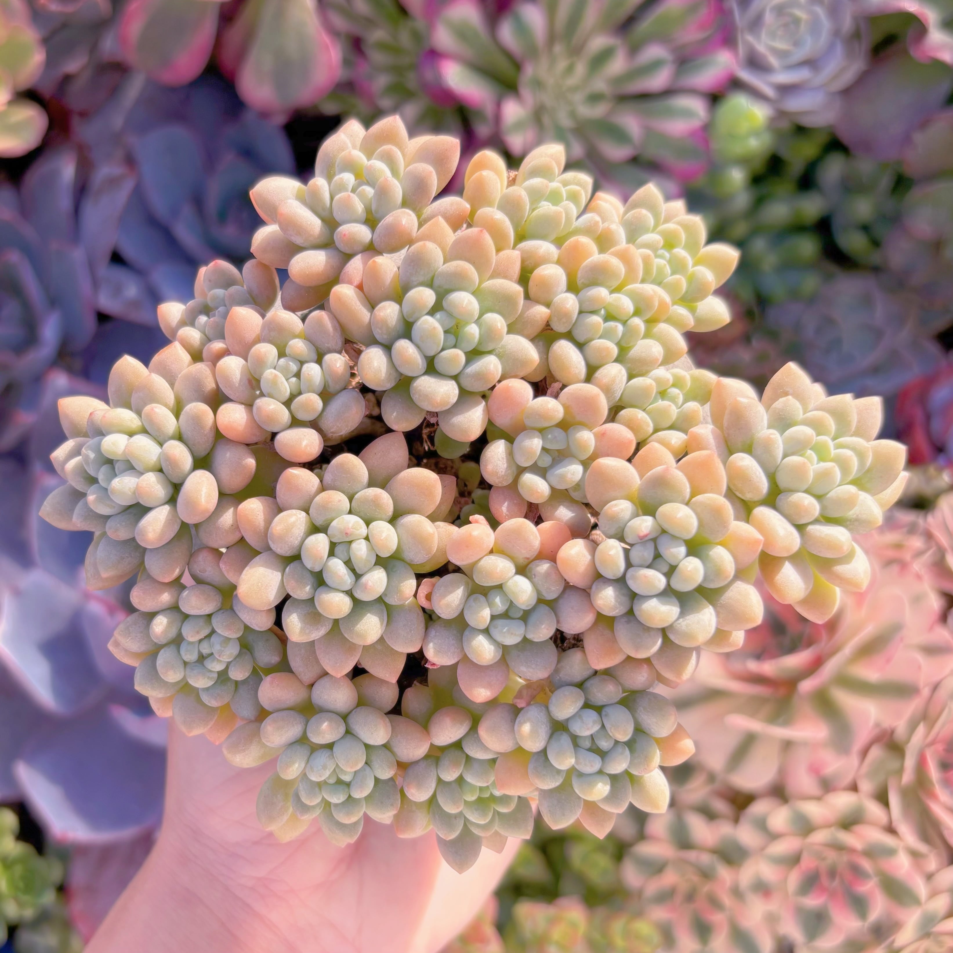 現品　キャビア#829　大群生　新入荷　るる農園