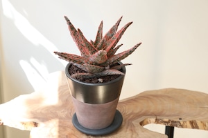 アロエ ハイブリッド/Aloe Hybrid　※陶器鉢付き