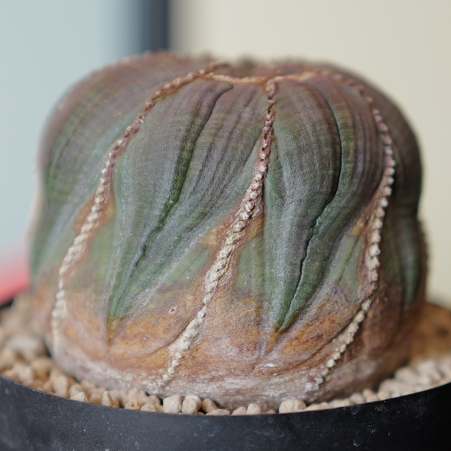 【厳選株】大株 最大幅 約7cm 捻じれ オベサ / 木質化 ユーフォルビア