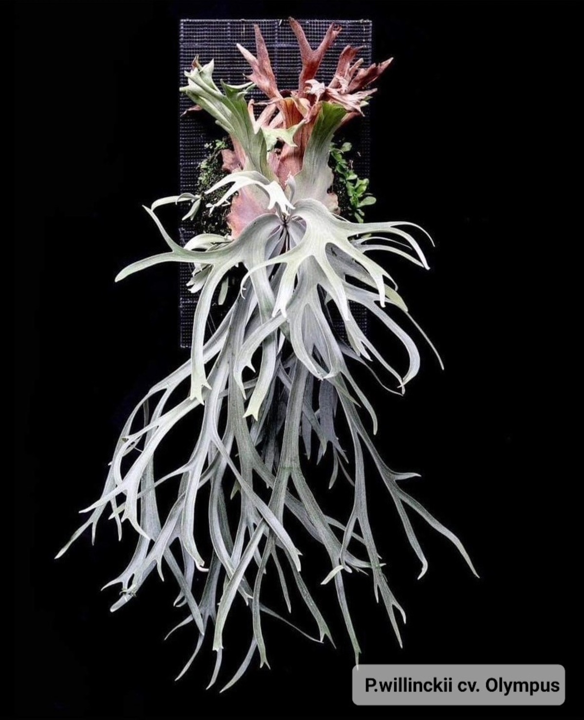 P.willinkii cv. Olympus【artPLANTs】ビカクシダ/Platycerium 