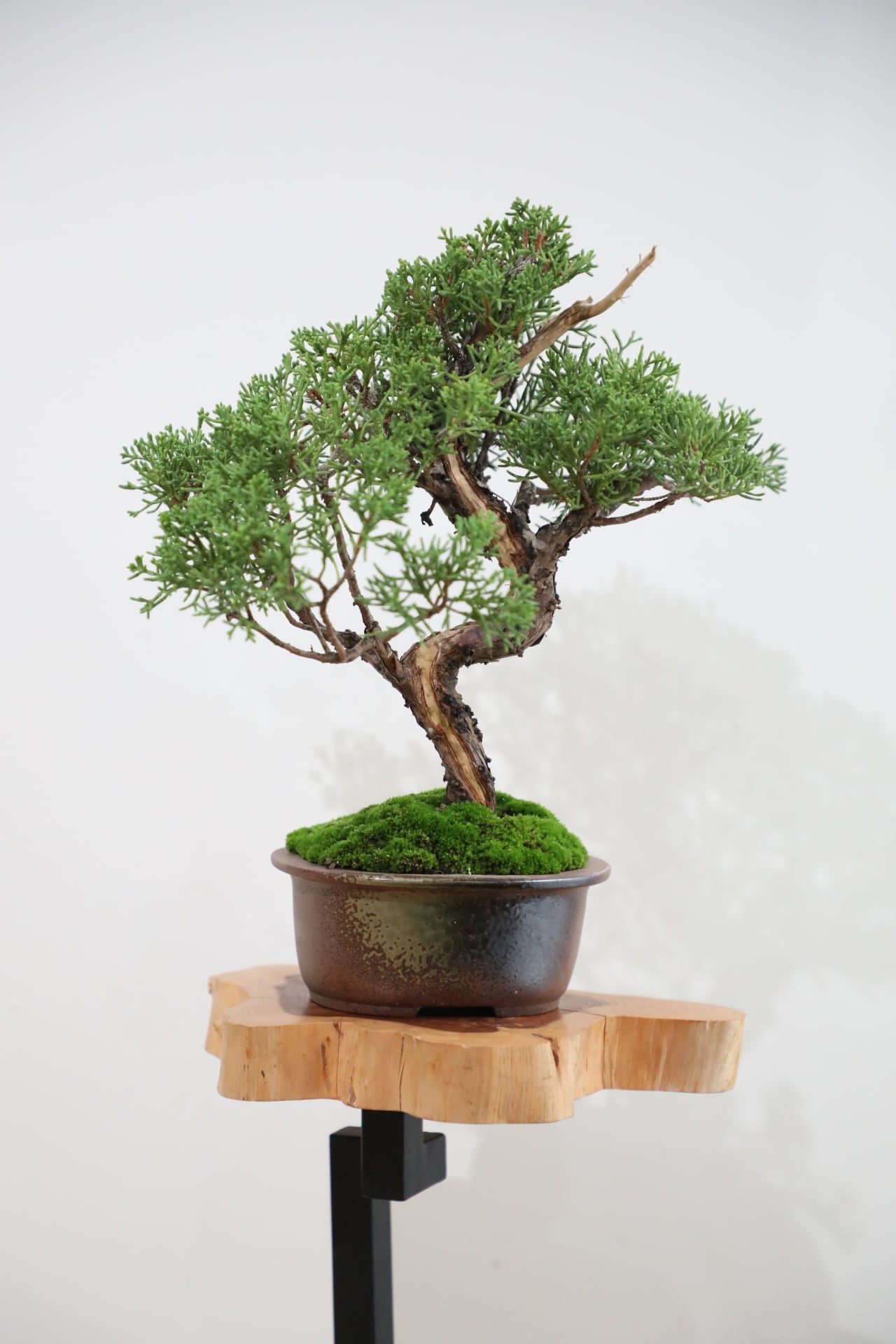 S】紫式部 盆栽/murasakishikibu bonsai ※樹齢35年 | 【厳選植物・器