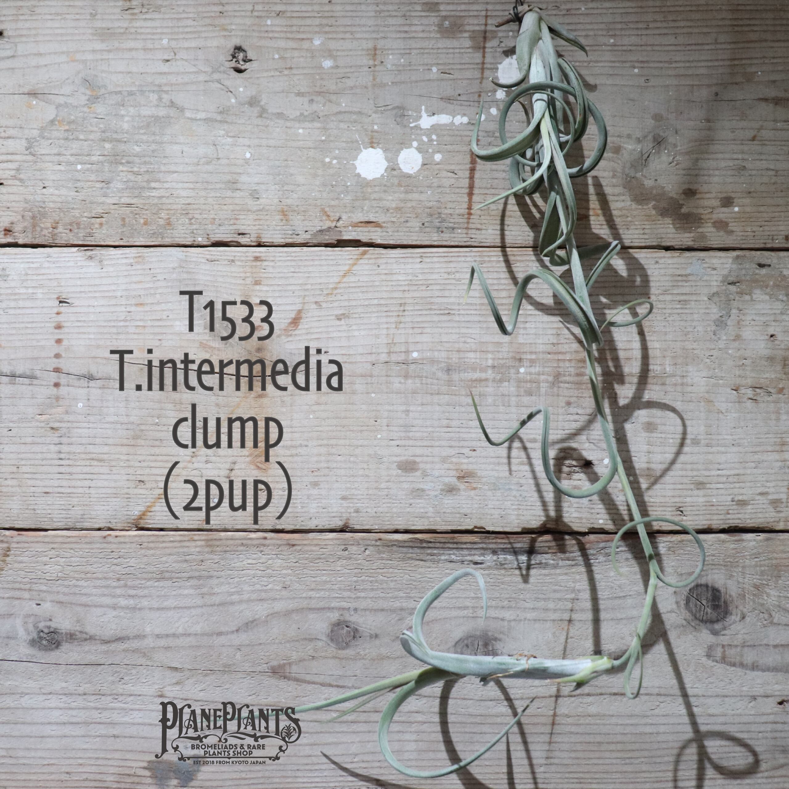 【送料無料】インターメディア クランプ (2pup) 〔エアプランツ〕現品発送T1533