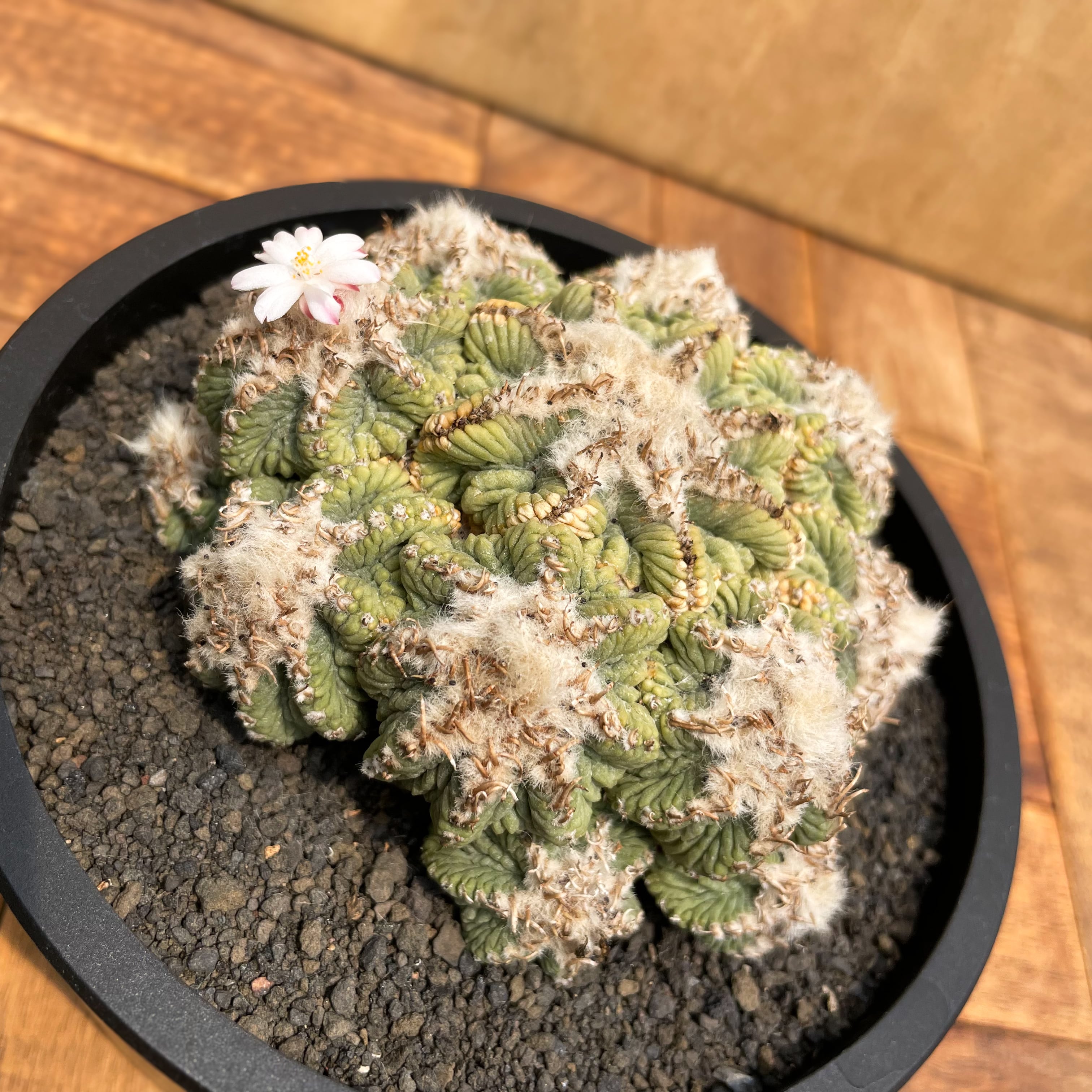 Aztekium ritteri【アズテキウム・花籠・実生】 | RIMO'S GREEN