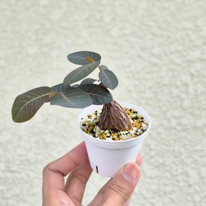 ⑫Sサイズ〚フィランサス・ミラビリス〛Phyllanthus Mirabilis 塊根植物 コーデックス ポット発送