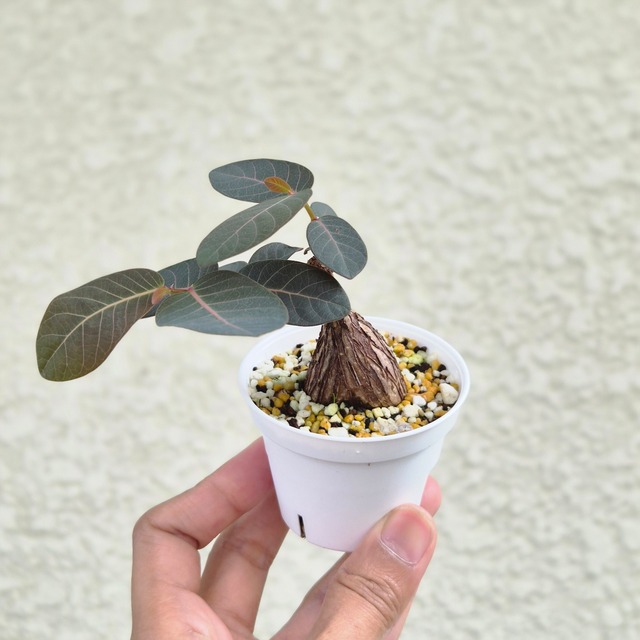 ⑫Sサイズ〚フィランサス・ミラビリス〛Phyllanthus Mirabilis 塊根植物 コーデックス ポット発送