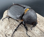 【WF1】《ヘラクレス・リッキー コロンビア産 幼虫ペア》ブリーダー様委託個体