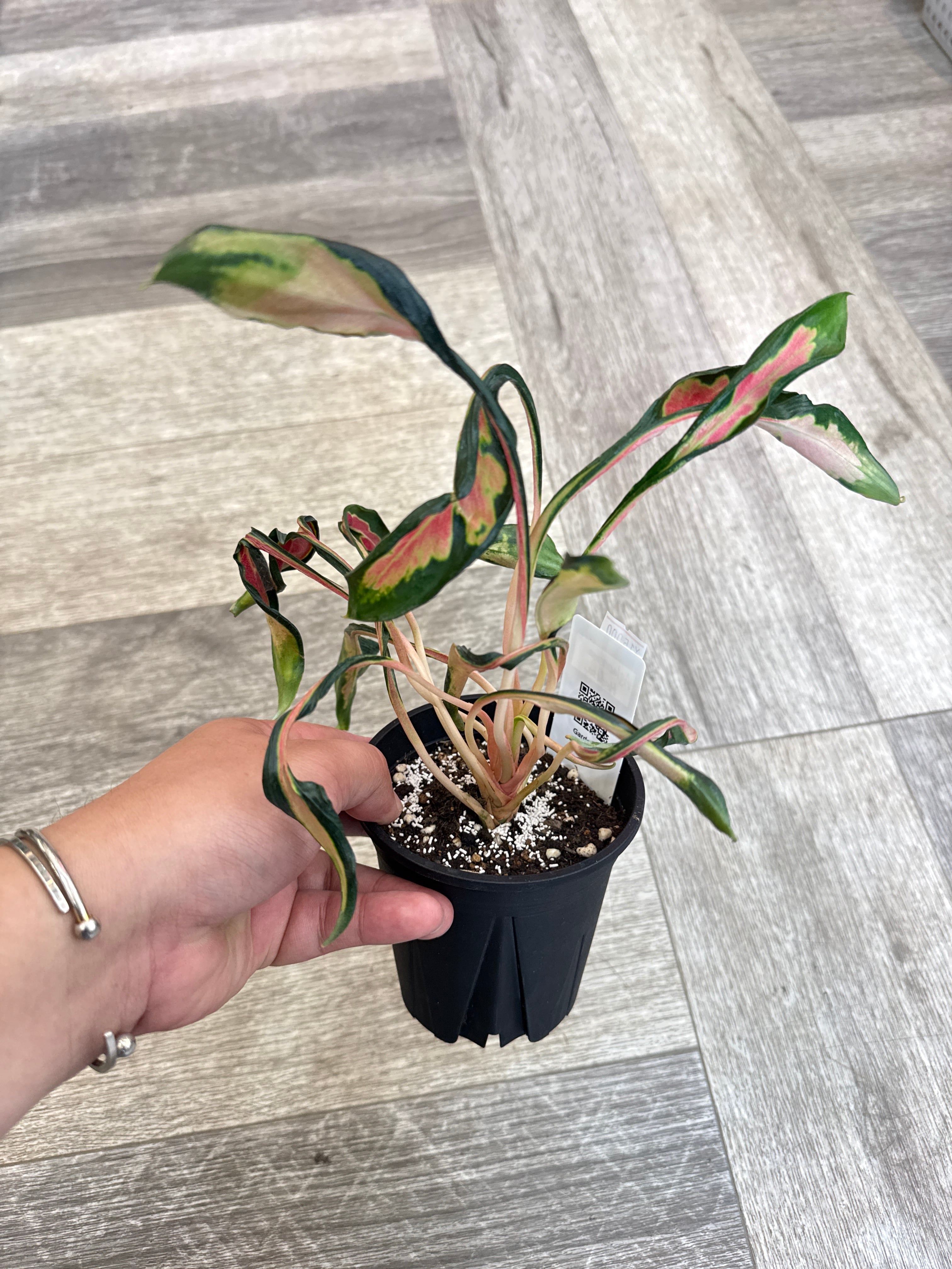 ナ*）様 Aglaonema 'Medusa' aglaonema 'medusa' | Gardenえん 【観葉熱帯植物】