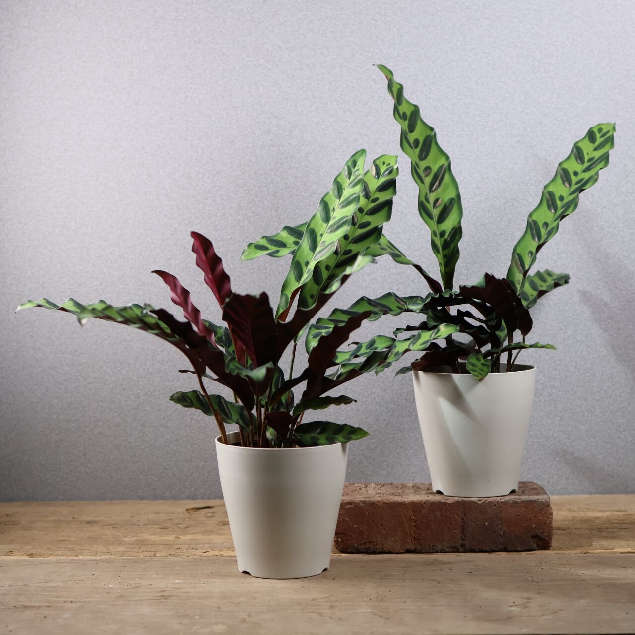 798『カラテア インシグニス』観葉植物【送料無料】 | MARX PLANTS