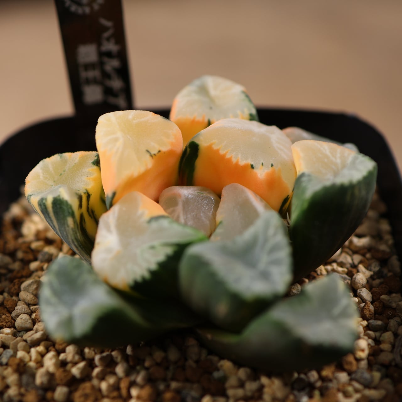 715『ハオルチア 覇王錦』観葉植物【送料無料】 | MARX PLANTS | 観葉