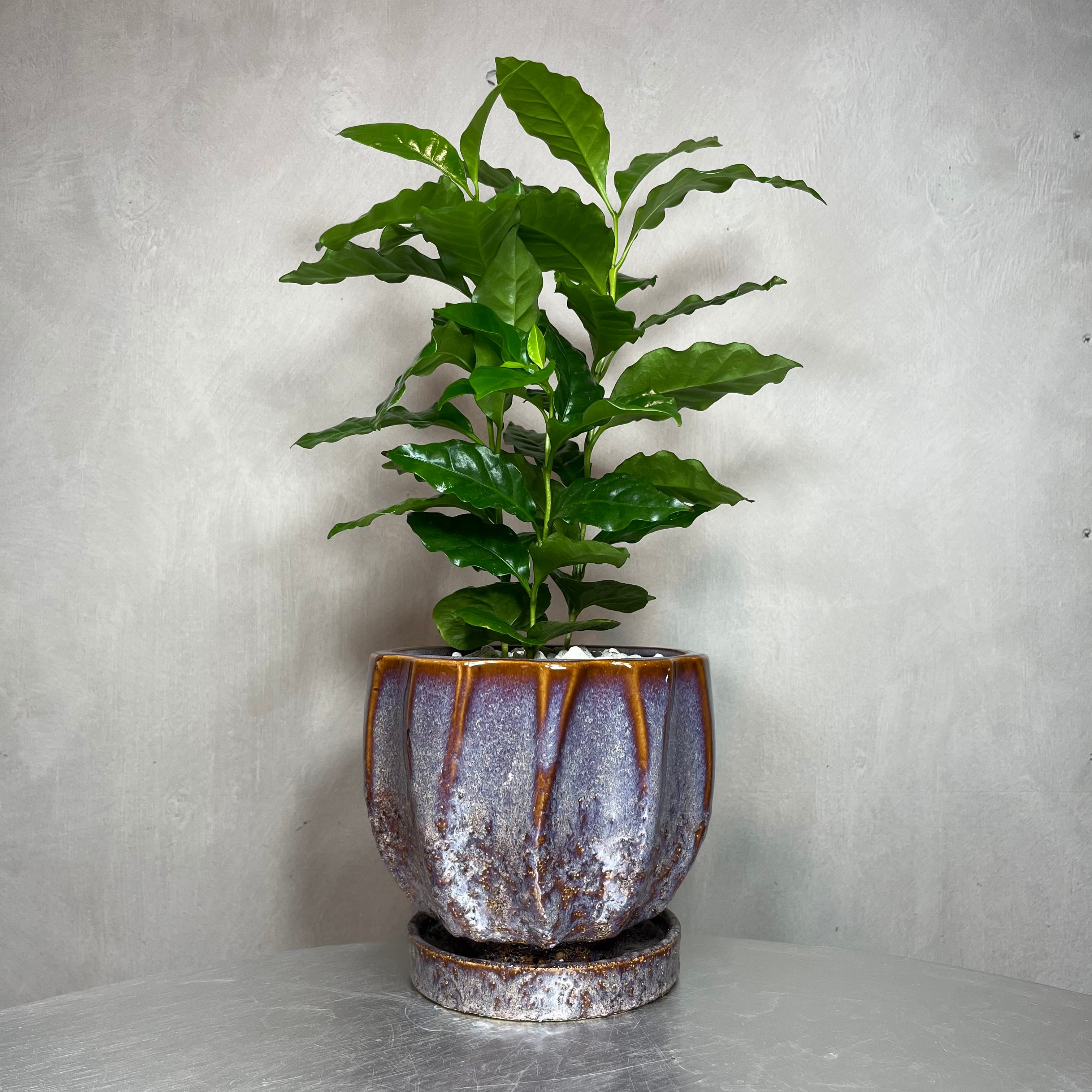 コーヒーの木 観葉植物 植え込み済み