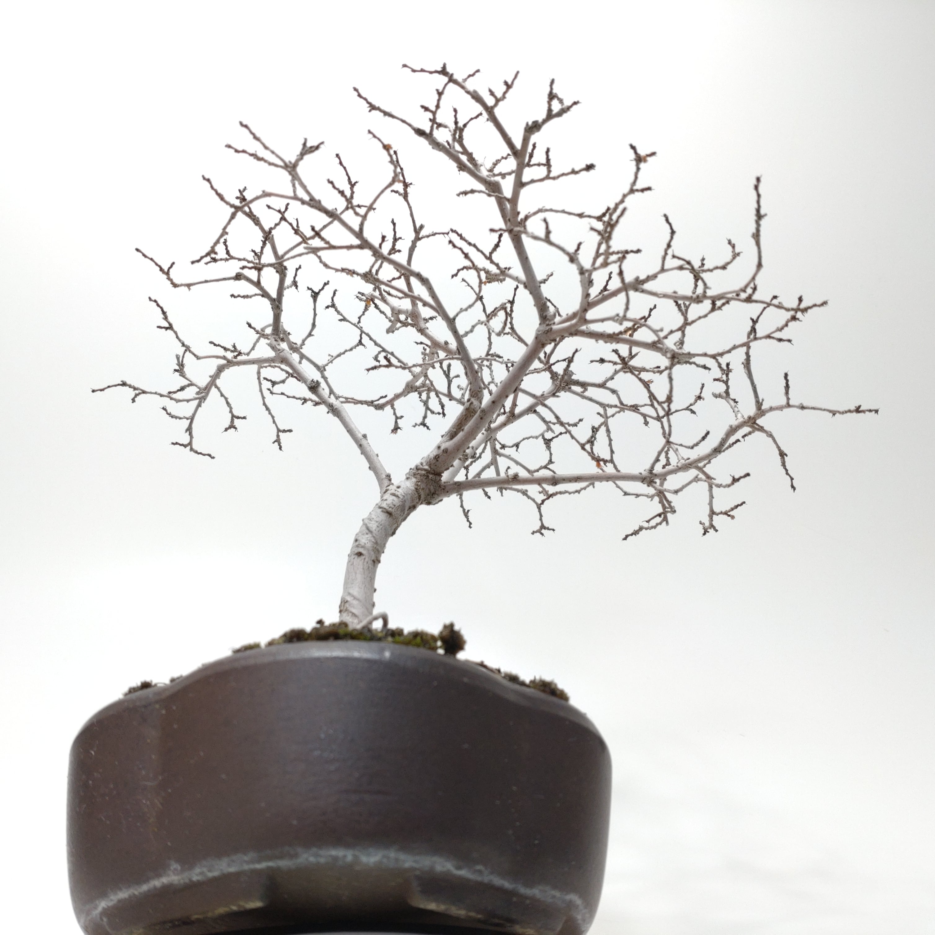 三河盆栽　ニレケヤキ　株立　盆栽 三河盆栽 ニレケヤキ 株立 盆栽 三河盆栽 ニレケヤキ 株立 盆栽