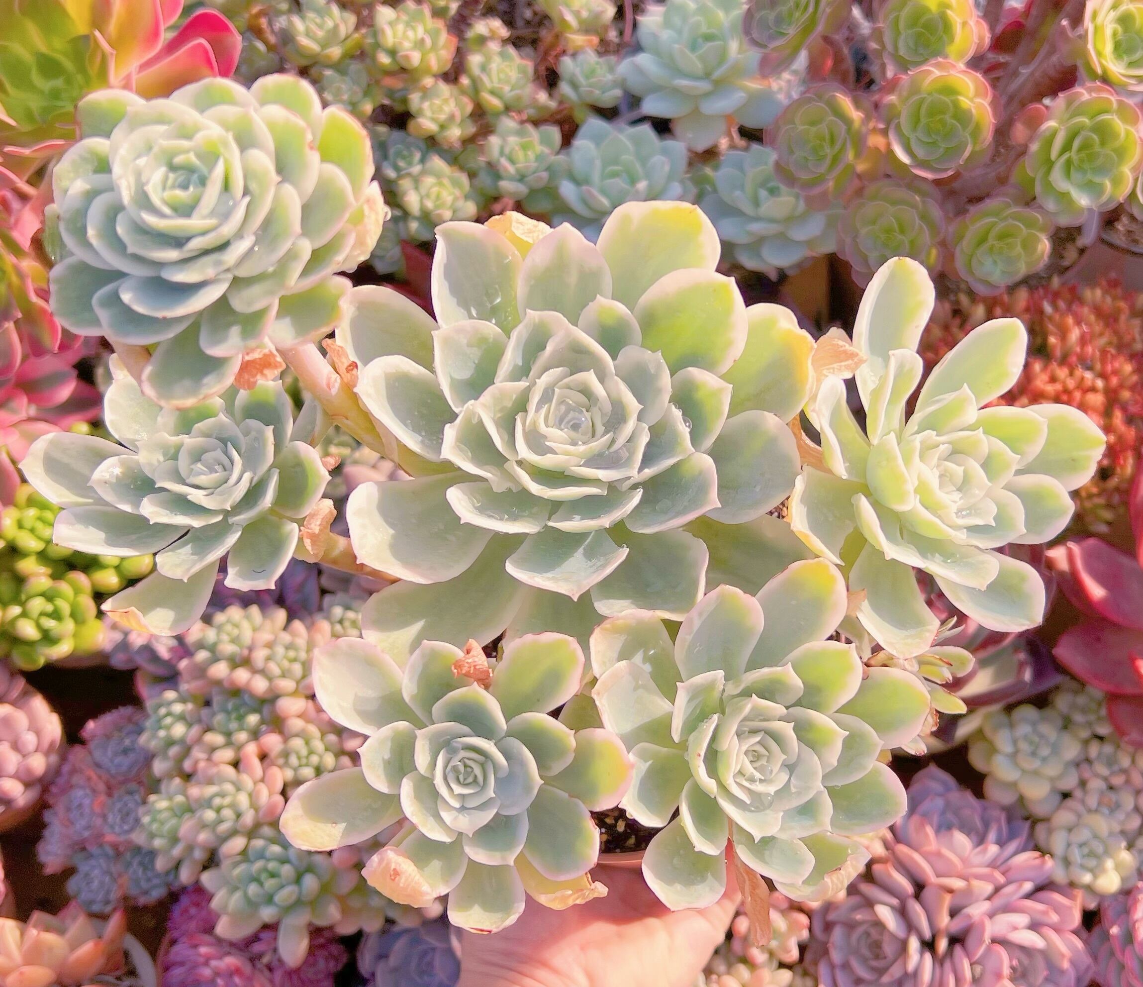 現品　レモンローズ錦#607　新入荷　特大　るる農園