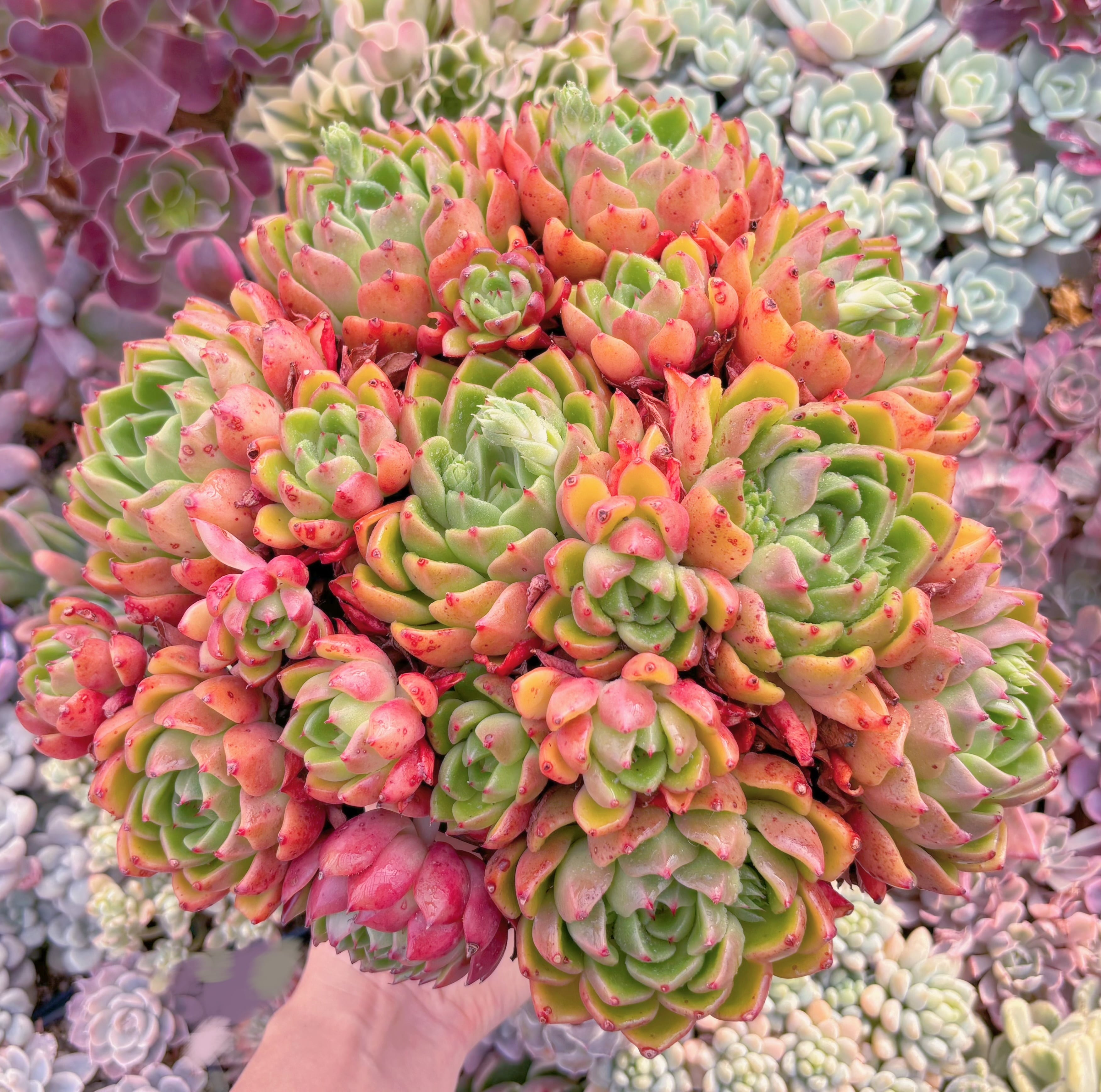 現品　新品種　油画#239　特特大群生32cm　新入荷