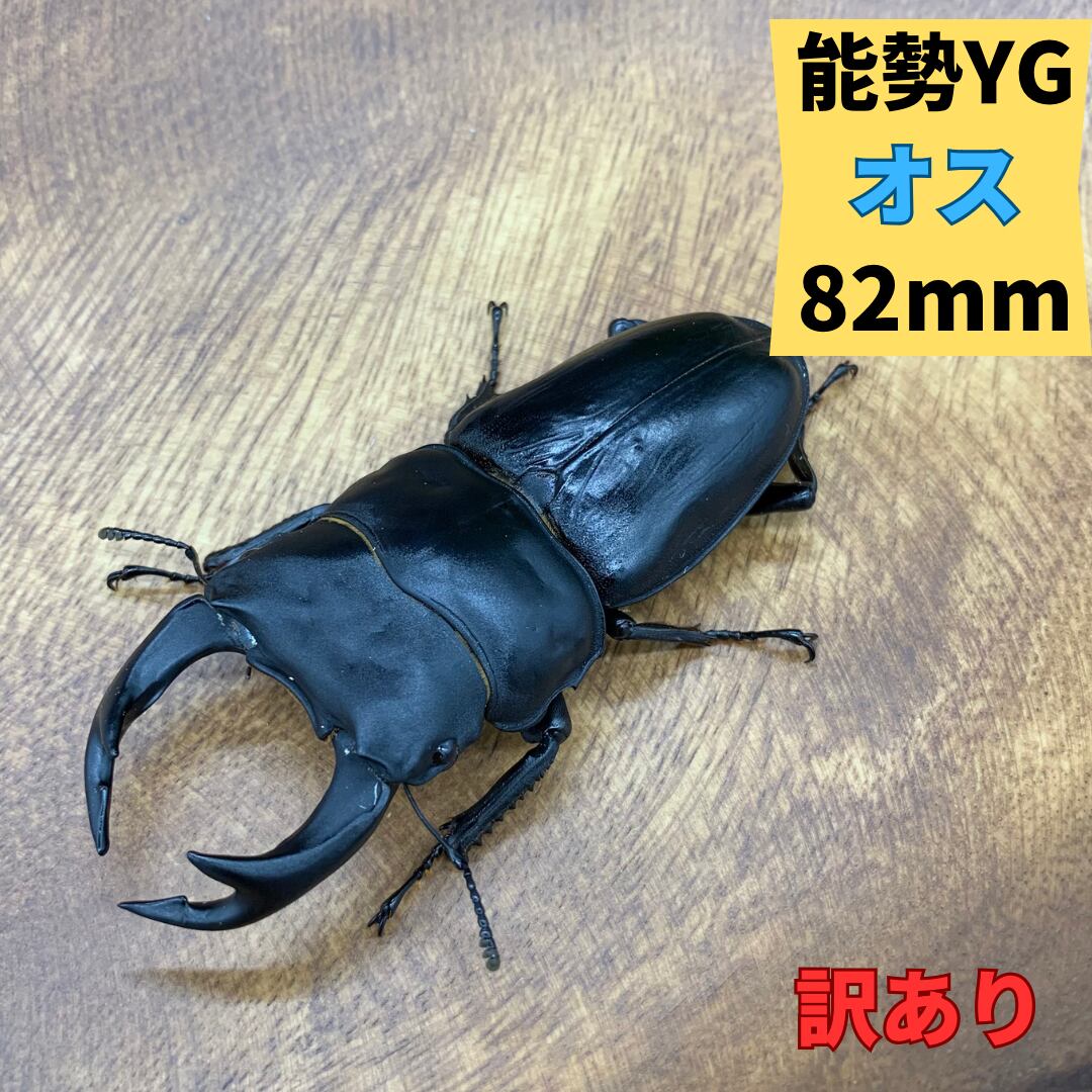 オオクワガタ能勢YG血統ペア 【公式ショッピングサイト】