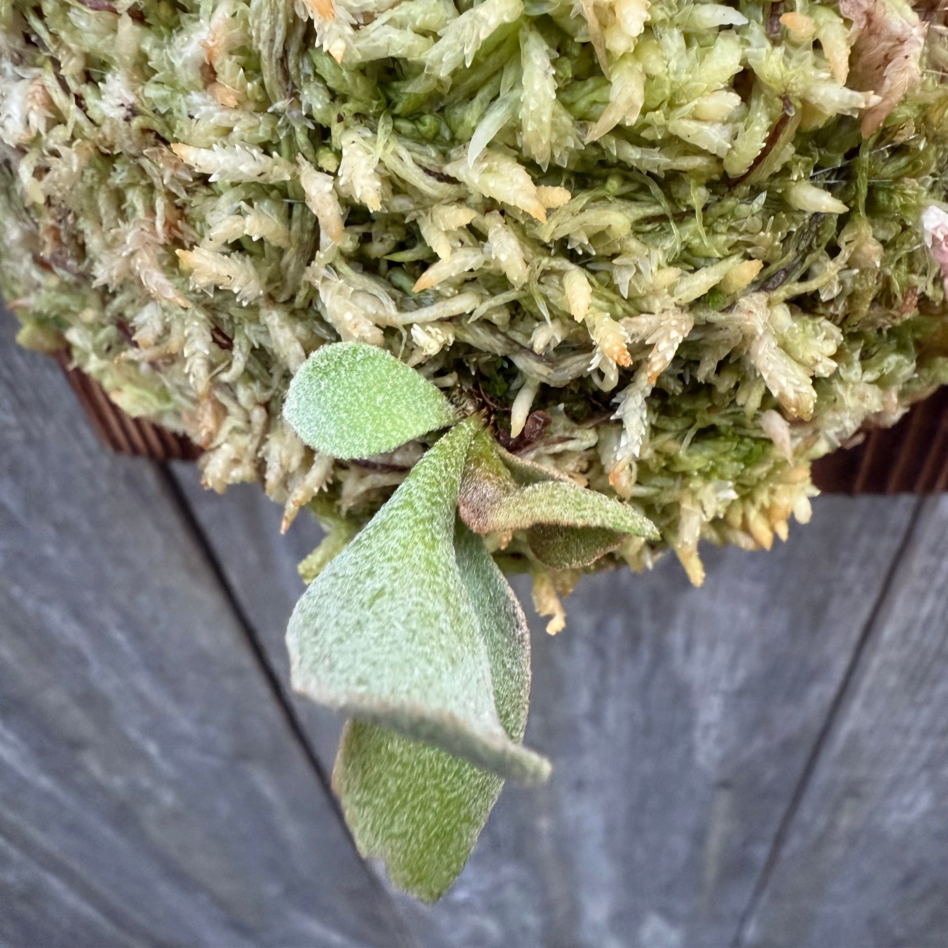 P.Triceratops (三角龍) pup ビカクシダ P.Triceratops (三角龍) pup | naturefix