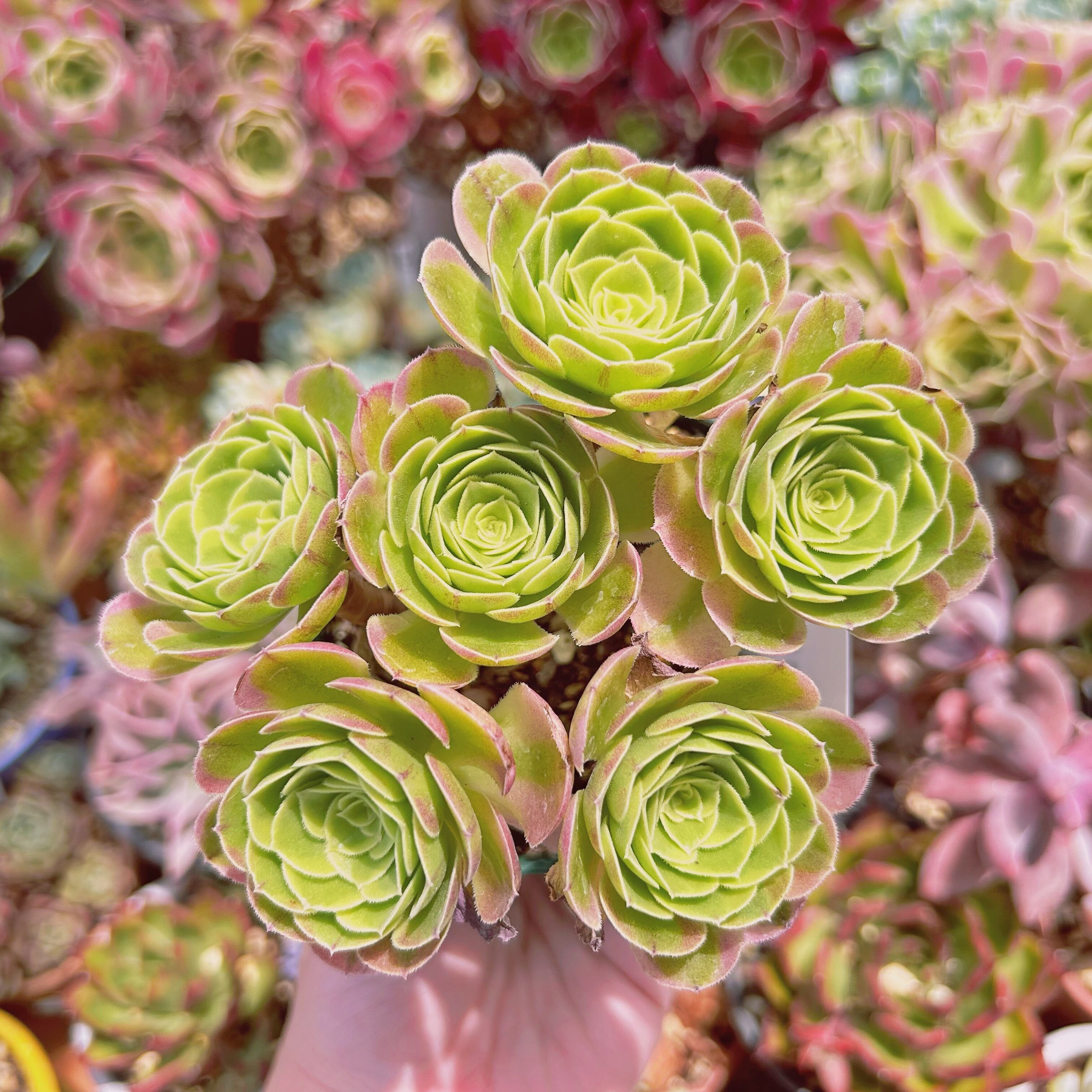 #607現物　多肉植物　ゴールドハロウィン　特大