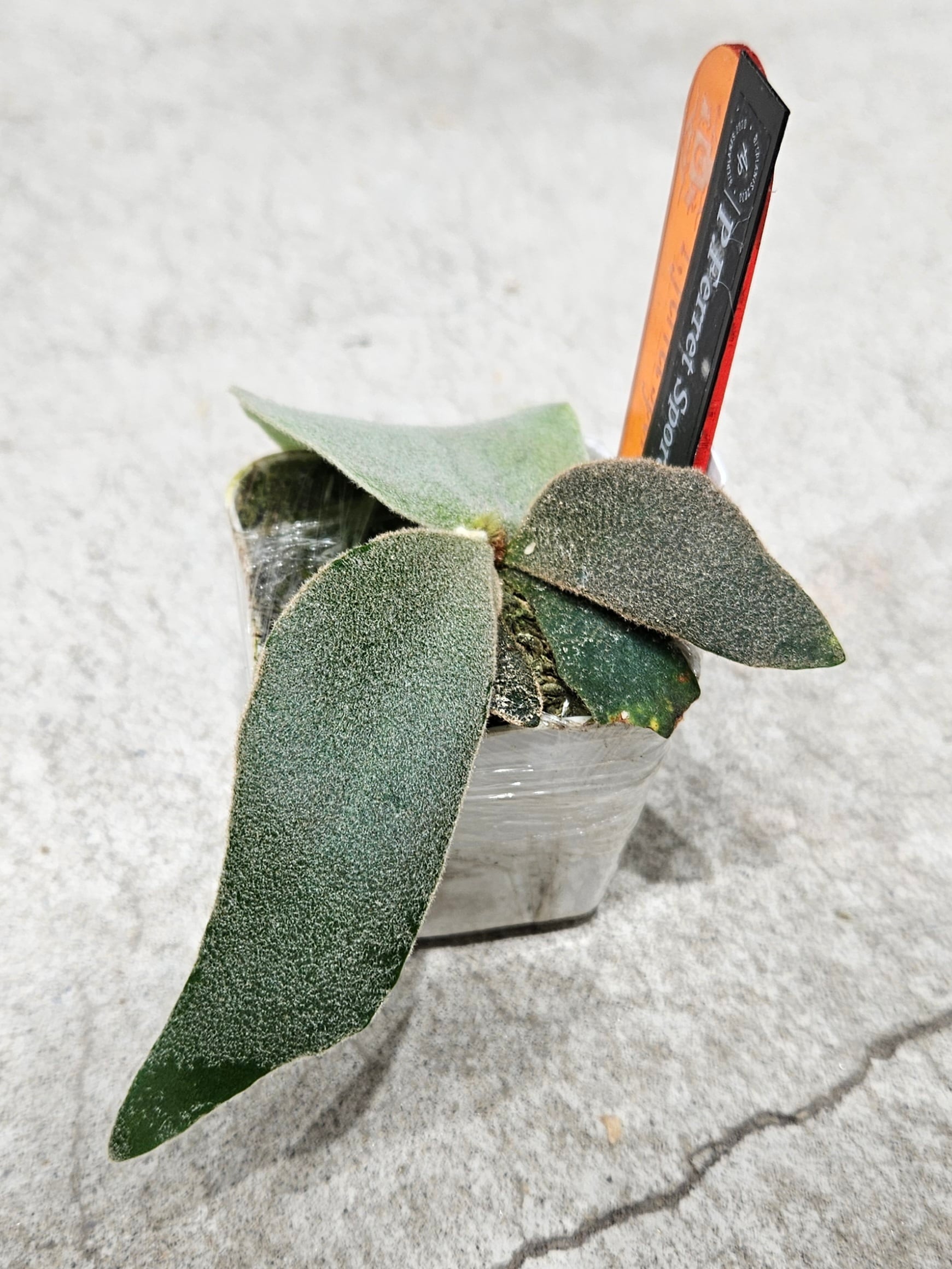 P.Ferret Sporelings 【artPLANTs/Platycerium 】ビカクシダ