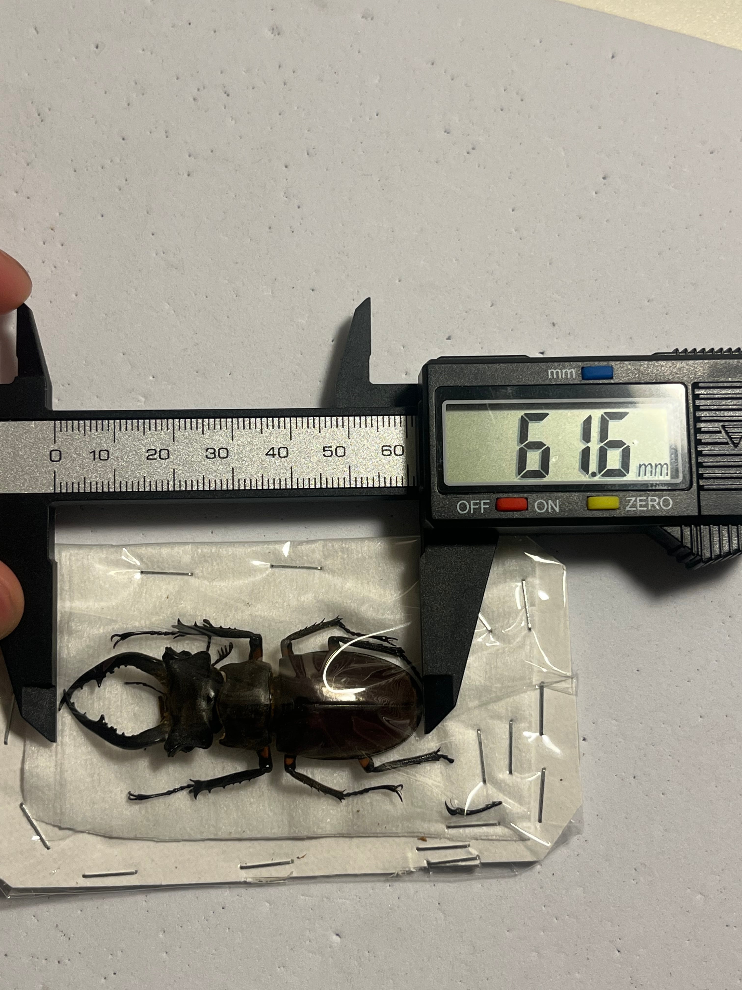 【顎比率最大種】カンターミヤマクワガタ 61mm♂ 昆虫標本 標本 顎比率最大種】カンターミヤマクワガタ 61mm♂ 昆虫標本 標本