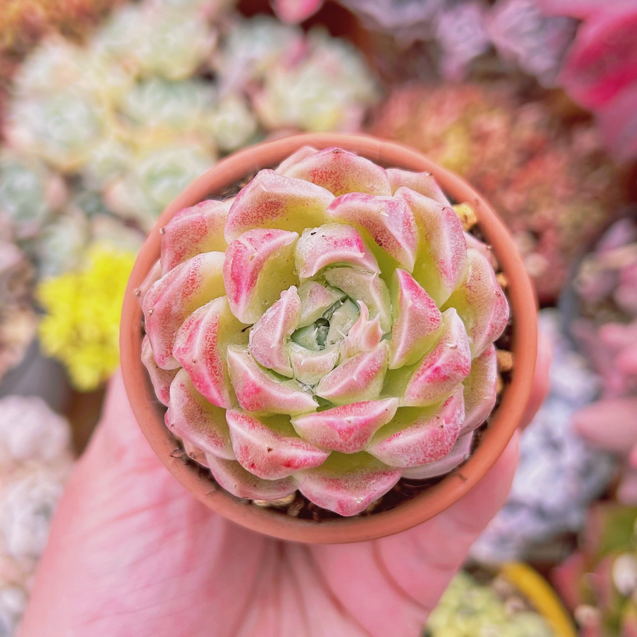 多肉植物 新品種 虹月影(錦つき) | るる農園~多肉植物専門