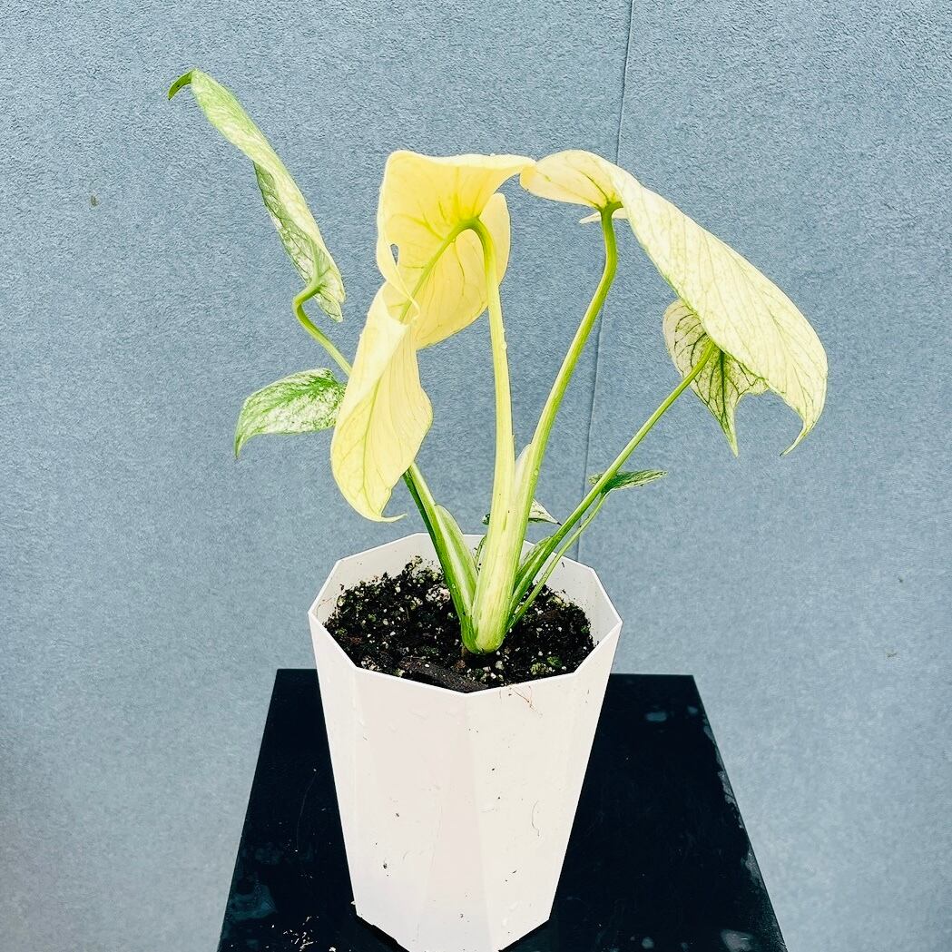 現品］【希少】1番 キンモウコウ 7号 観葉植物 レア 室内 希少