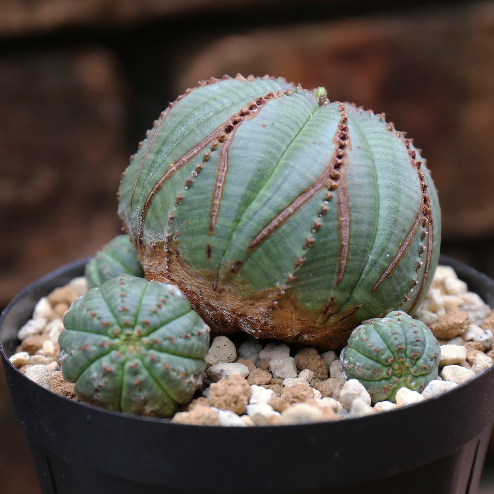 塊根植物 Euphorbia obesaユーフォルビア オベサ 10株-