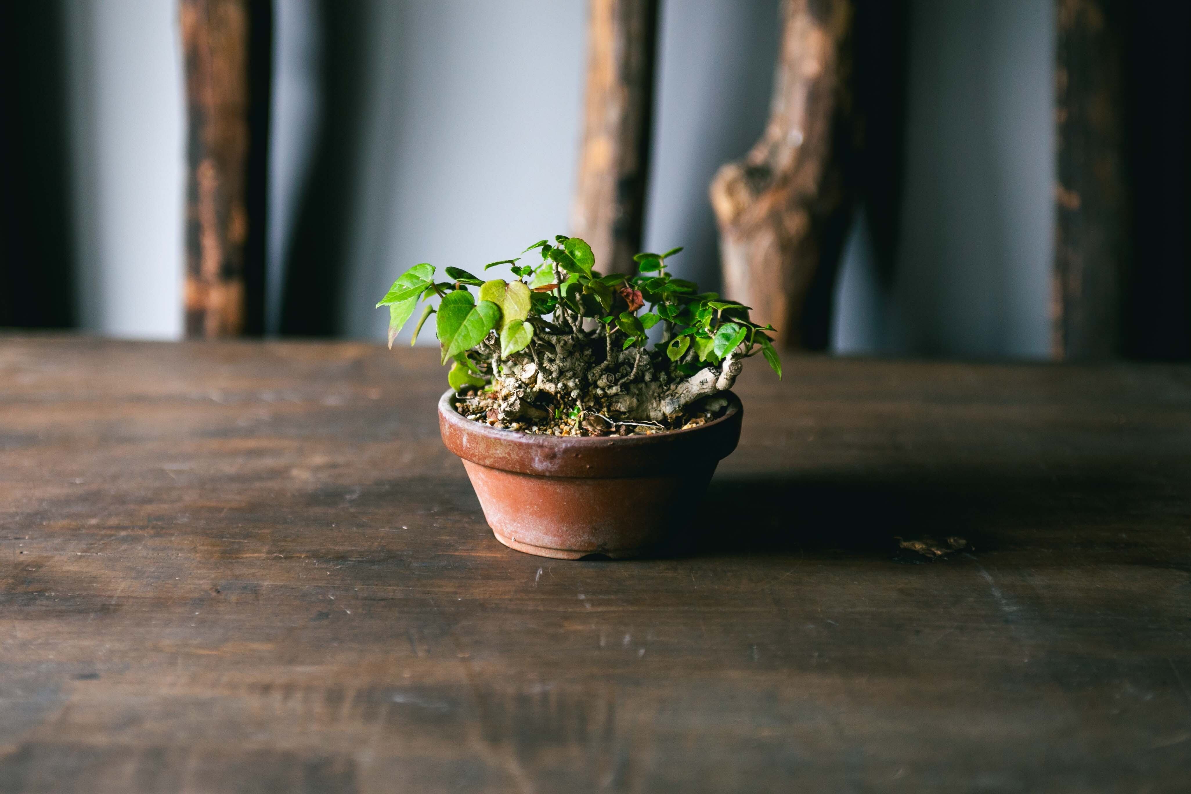 【琉球盆栽】Talipariti tiliaceum 【ユウナ / オオハマボウ】