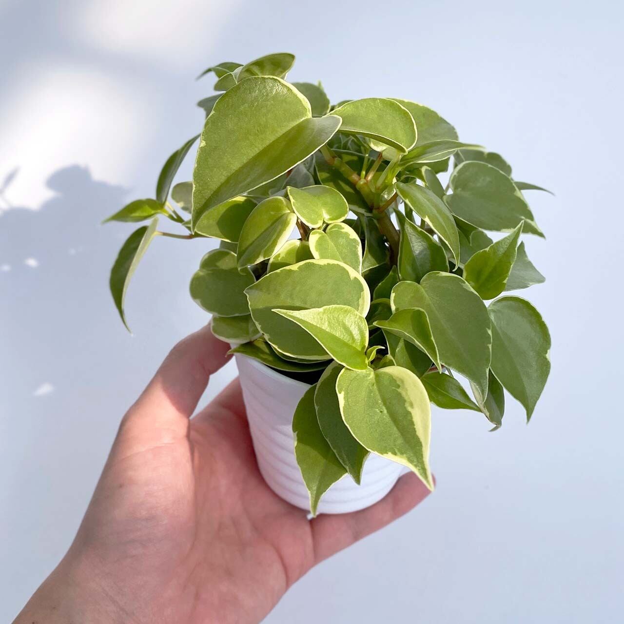 ２８ ペペロミア スカンデンス Inakougei イナコウゲイ 観葉植物 鉢 多肉 猫用品