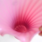 ピンクストライプの花瓶【ヒビ割れあり】
