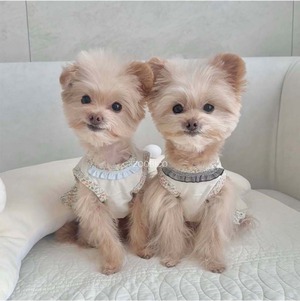 予約  【pecoramou select】Rave Dress + Cape SET（Brown）