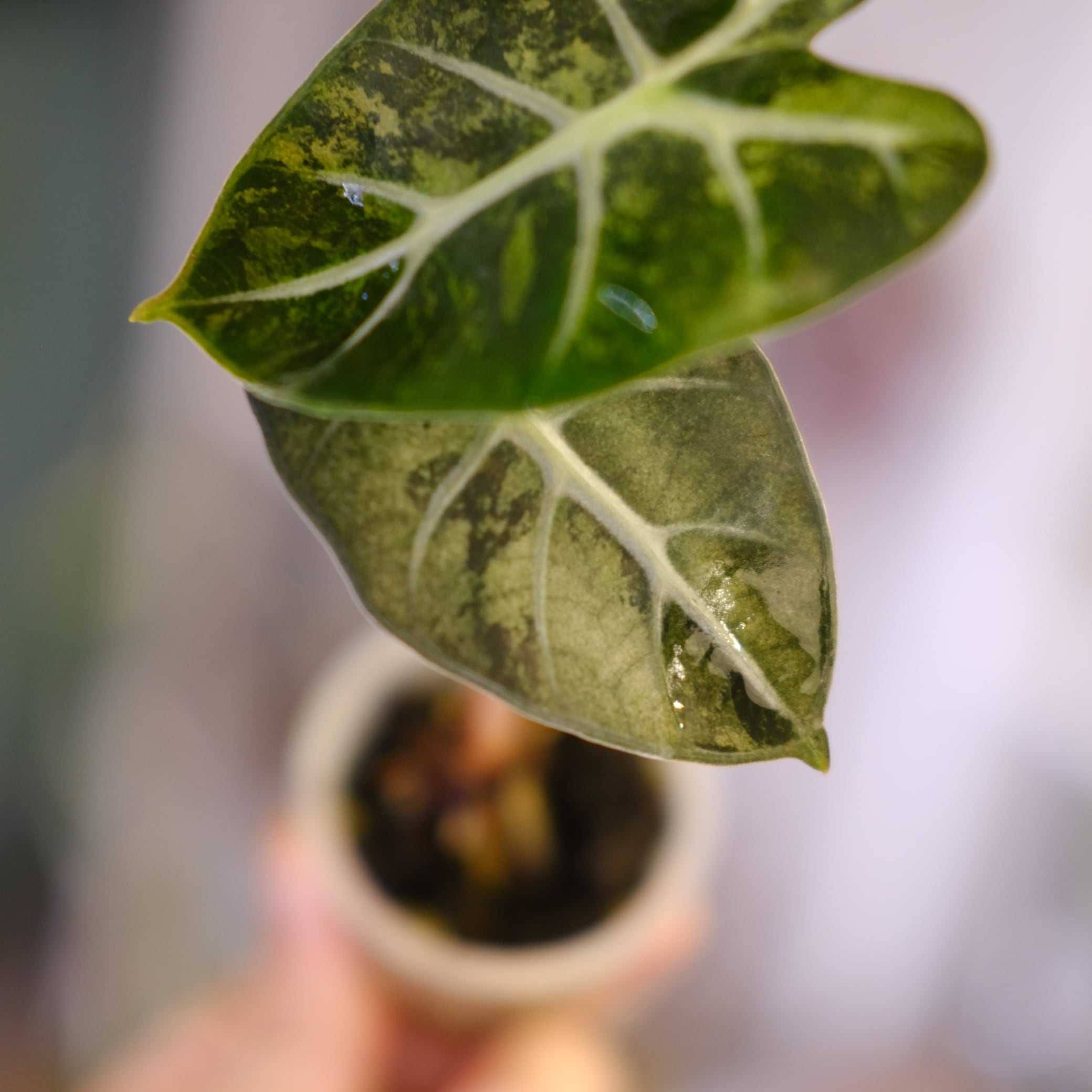 Alocasia Heart Balloon Pink Variegated｜アロカシア ハートバルーン