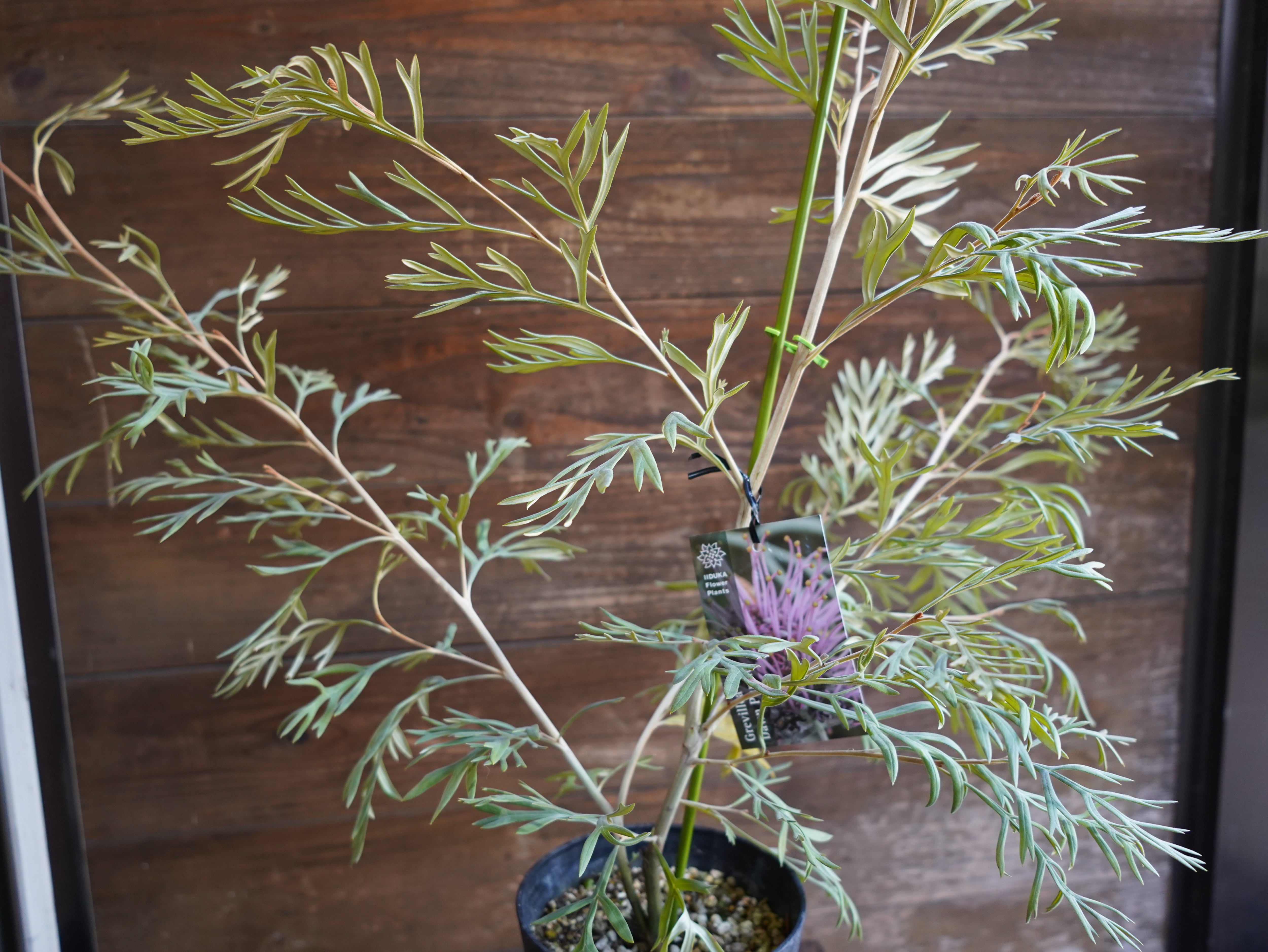 【現物】グレビレア　”ドーンパープル”　C