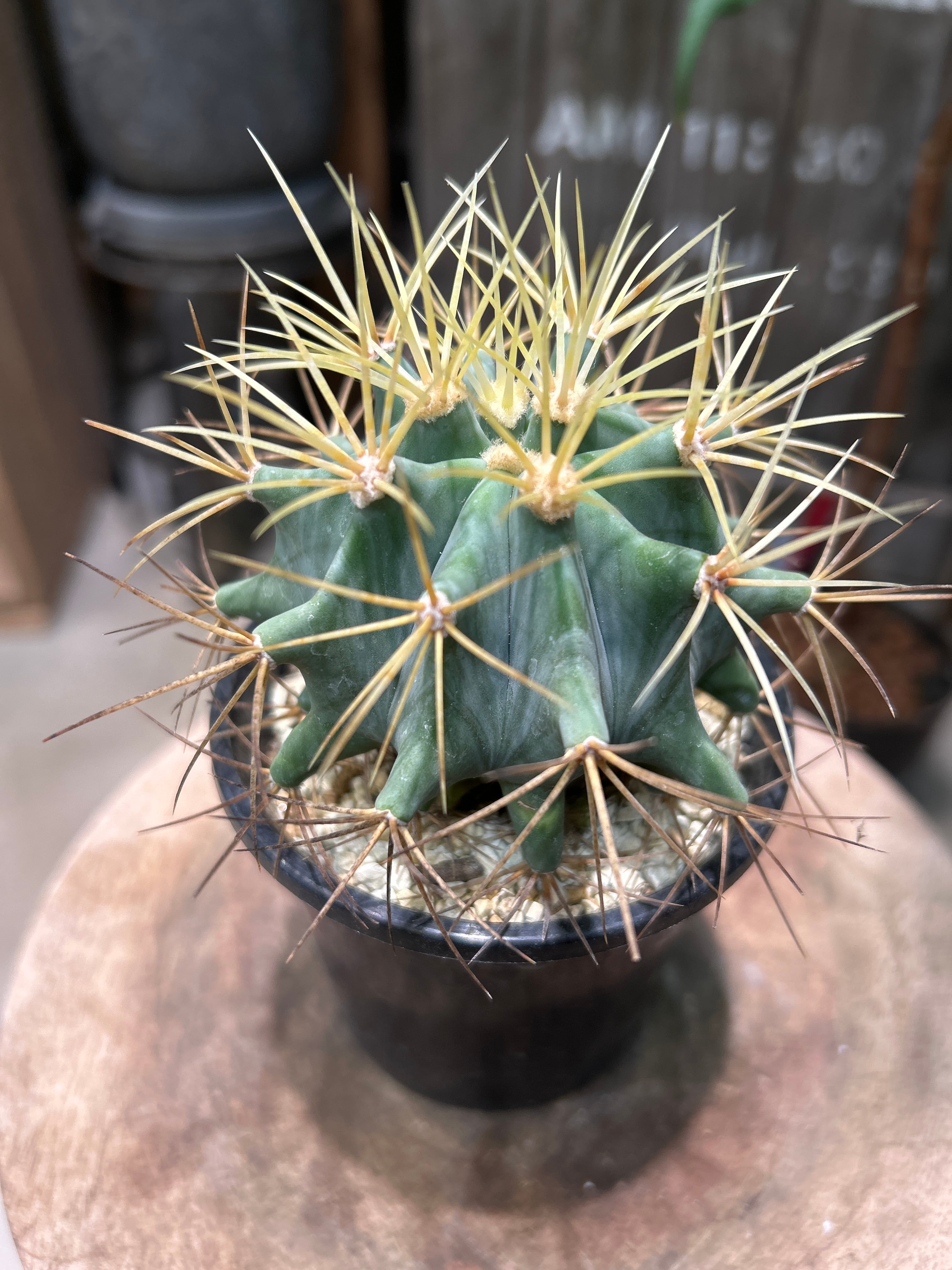 S98 スキンダプサス ブラックドラゴン | MIDORIYA 観葉植物専門店