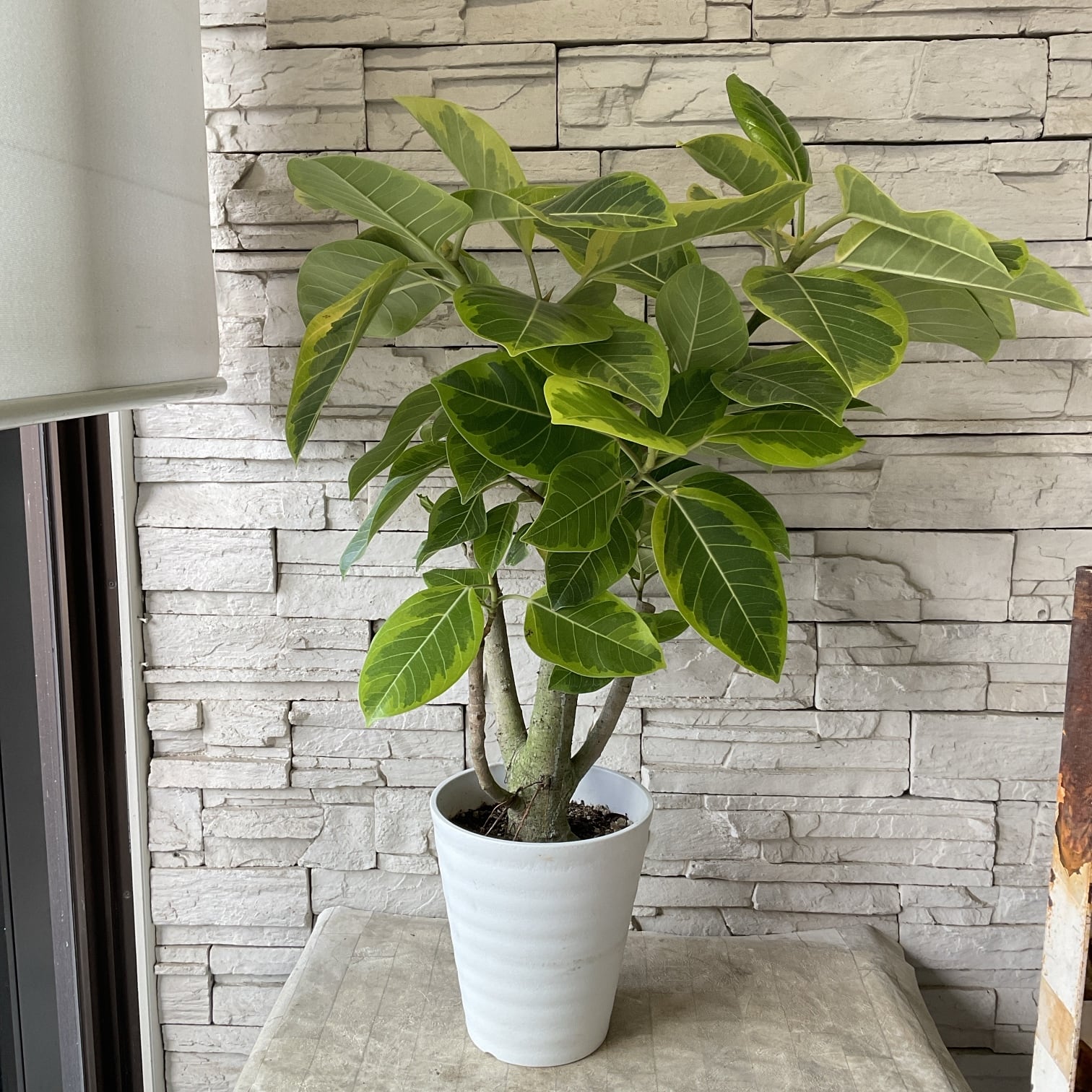 送料無料】【観葉植物】パキラ 6号鉢 | 橋本種苗園