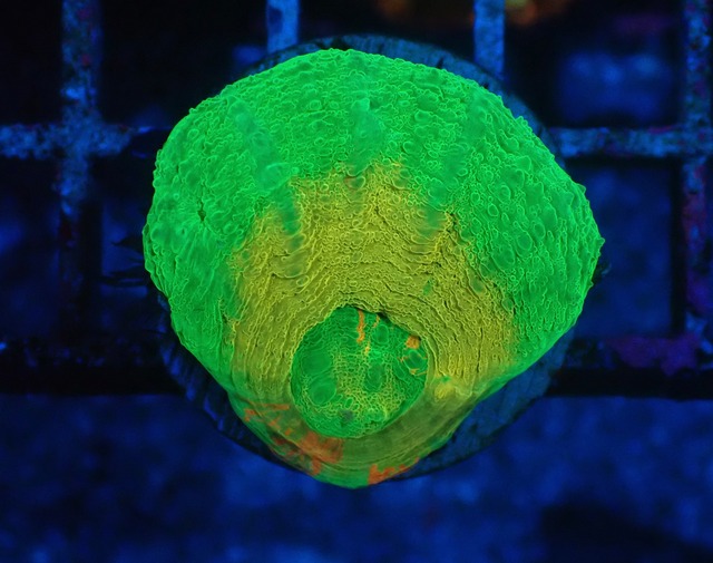 Frag Scolymia HiendUltra