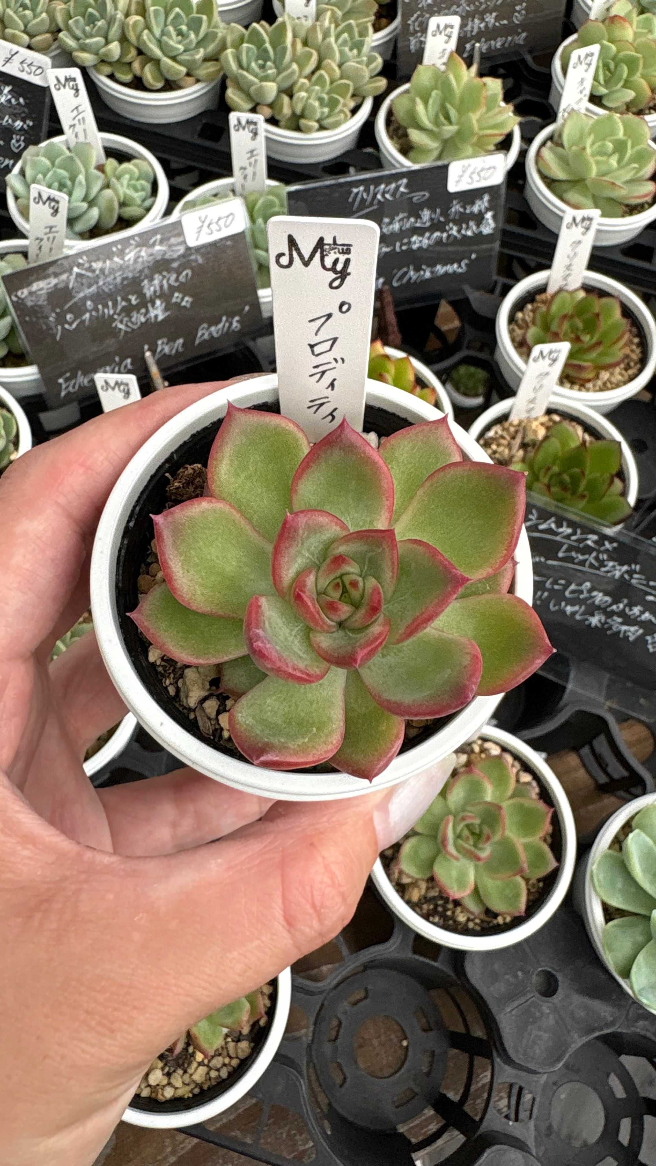 多肉植物 スリラーパール 特大 美苗 韓国苗 649 | PAY ID