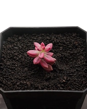 カット苗 セデベリア ブラックビューティ錦 Sedeveria 'Black Beauty Variegated'