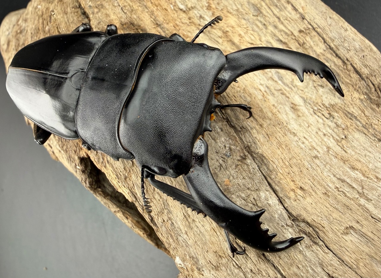 【WF1】《南カマリネスヒラタ 86mm ペア》