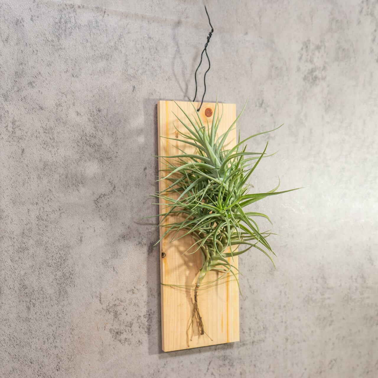 【壁を彩るアート】ティランジア ベルゲリ 群生株 古材板付け スタイリッシュな空間演出 ハイエンドなインテリア