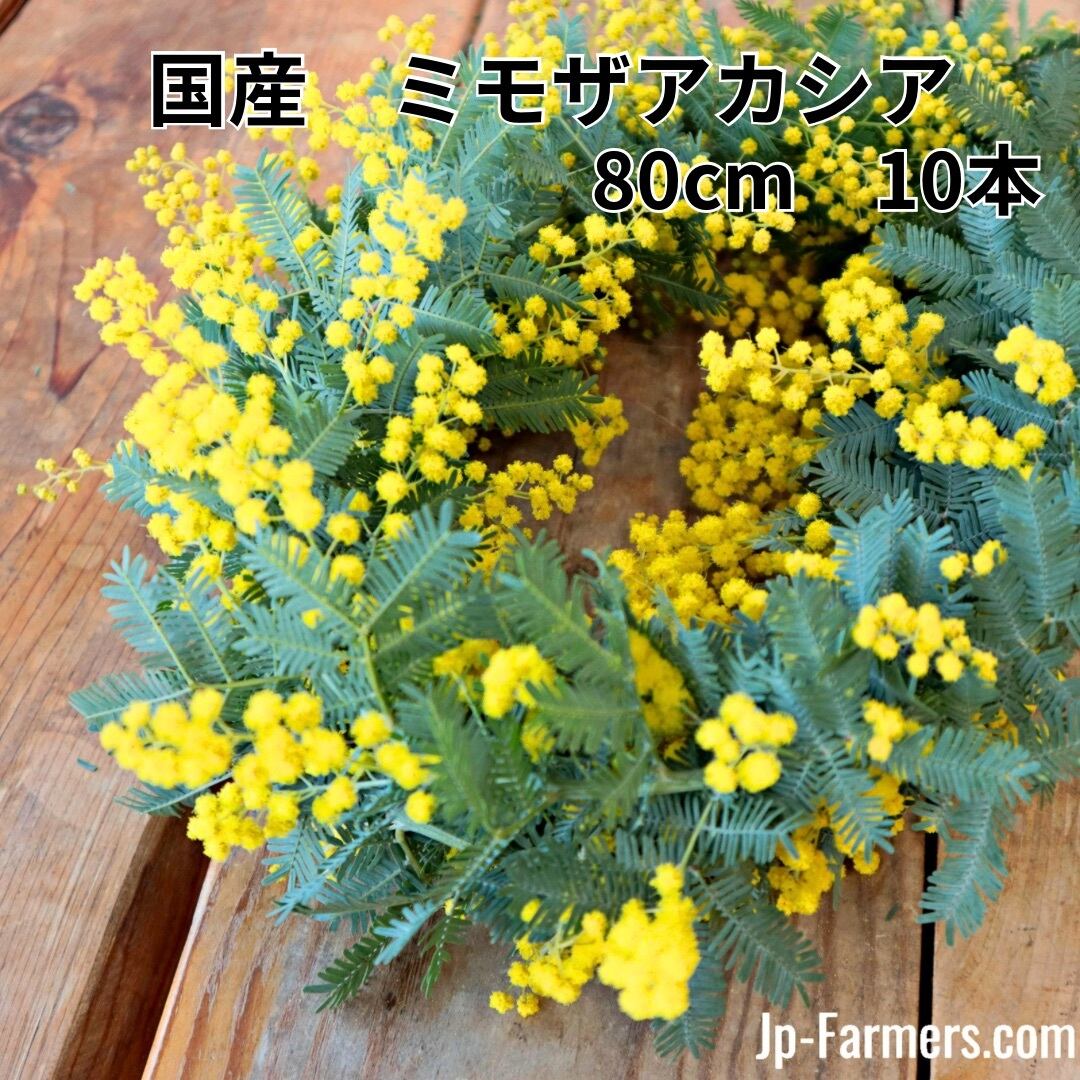 3月 ミモザの日 | 新鮮お花問屋 Jp-Farmers.com