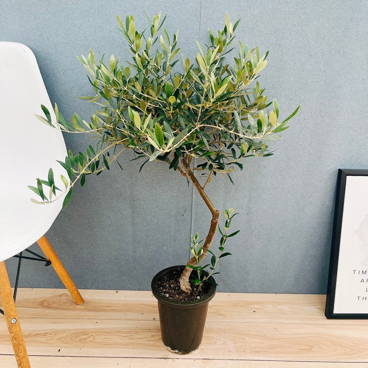 現品］15番 創樹 オリーブ ネバディロブランコ 6号 観葉植物 屋外