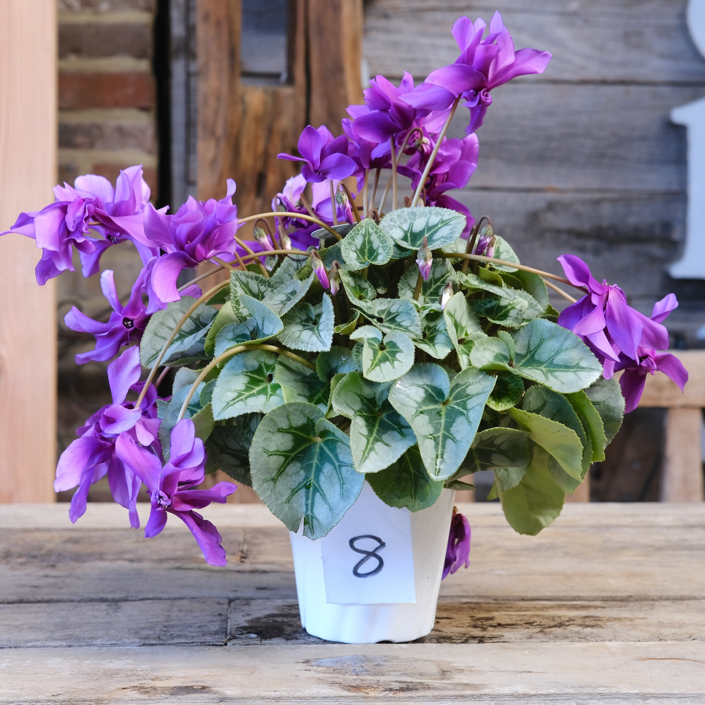 No, 8】ミニシクラメン チモシリーズ 八重《 枝垂れざき 》鉢なし