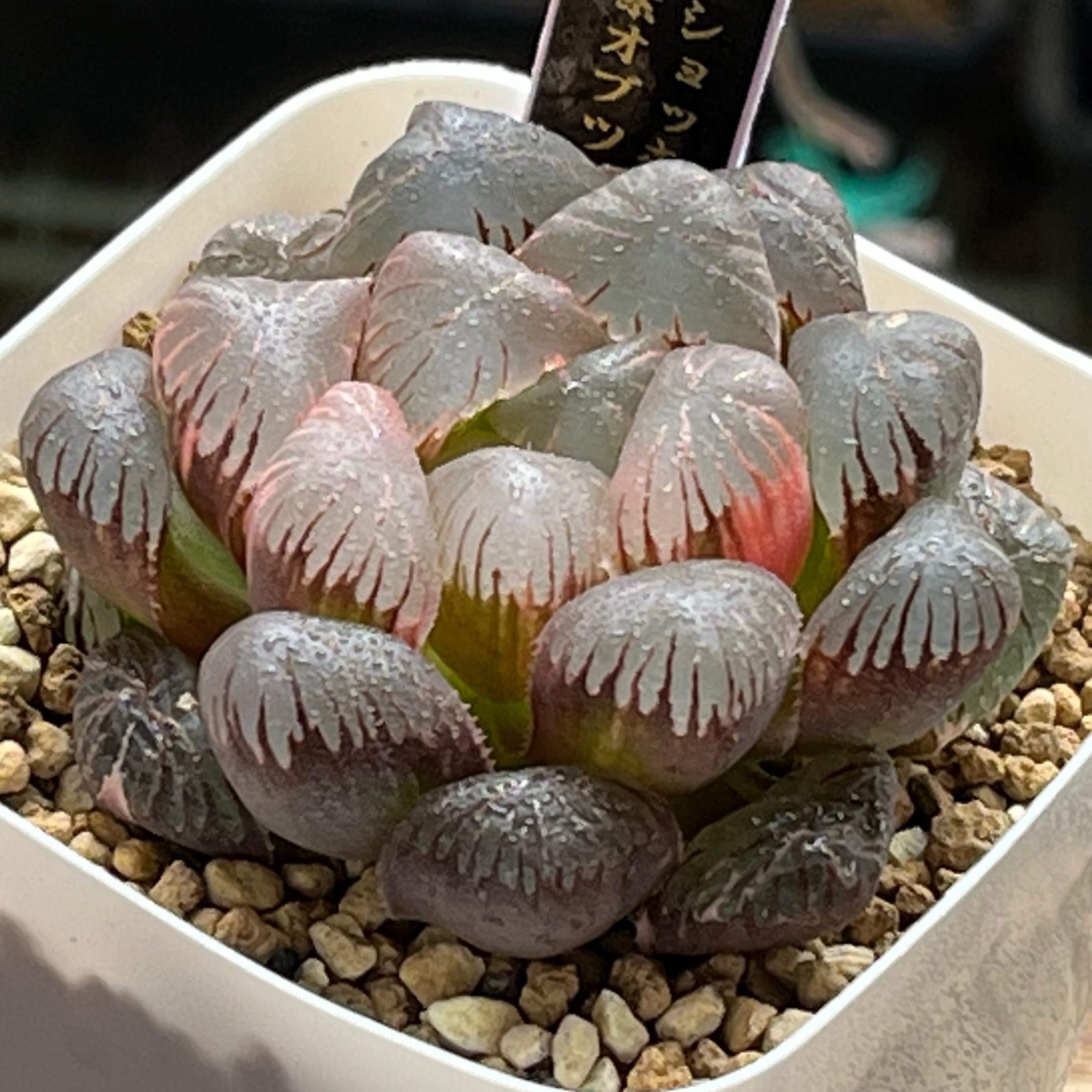 オブツーサ系 | mocono_plants