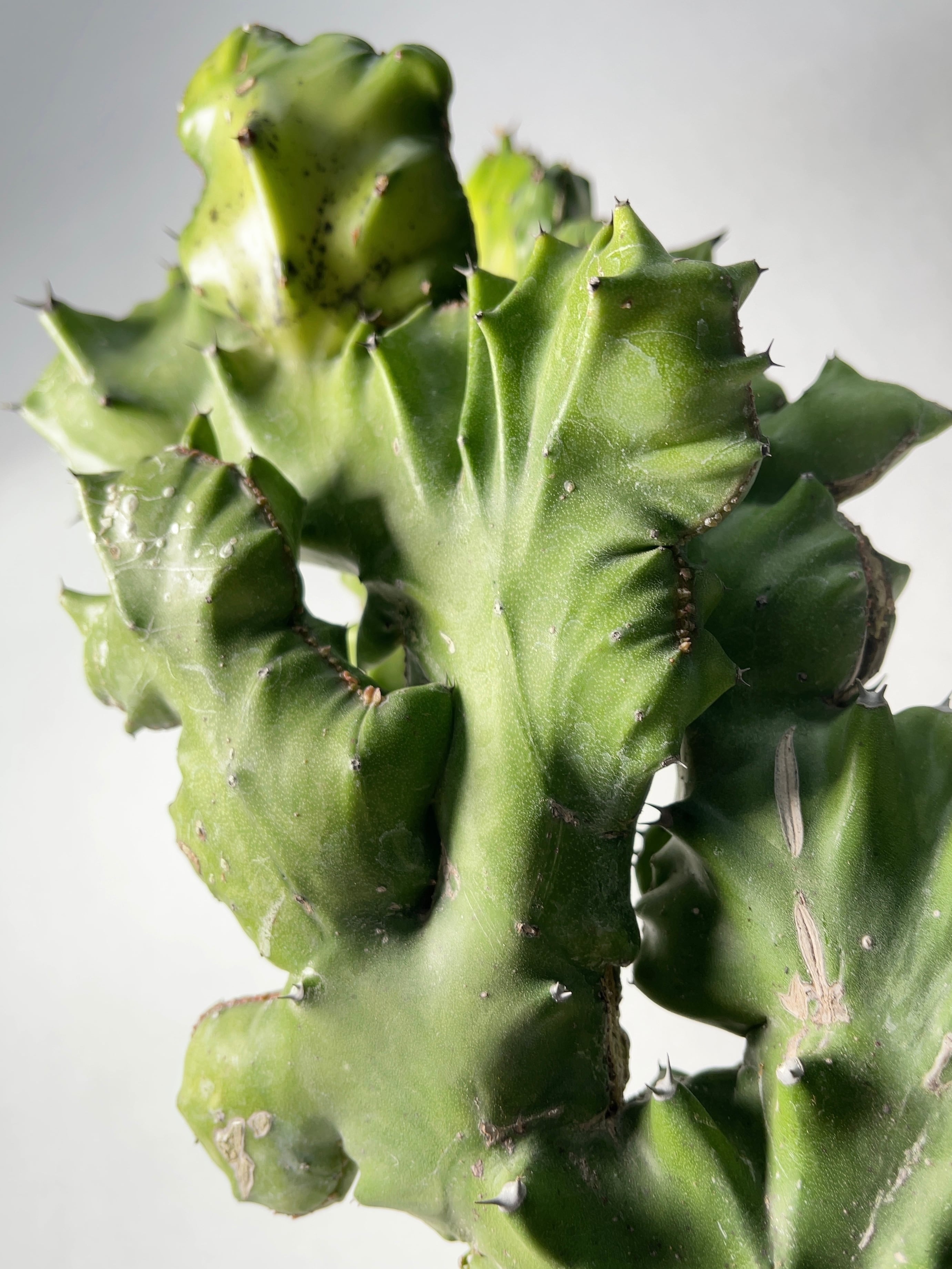 ユーフォルビア・魔界麒麟 | trigger