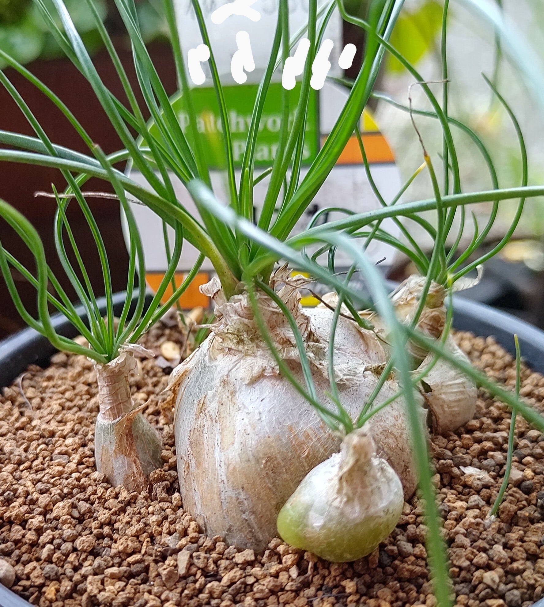 アルブカ(フミリス) | RuPo 多肉植物専門店