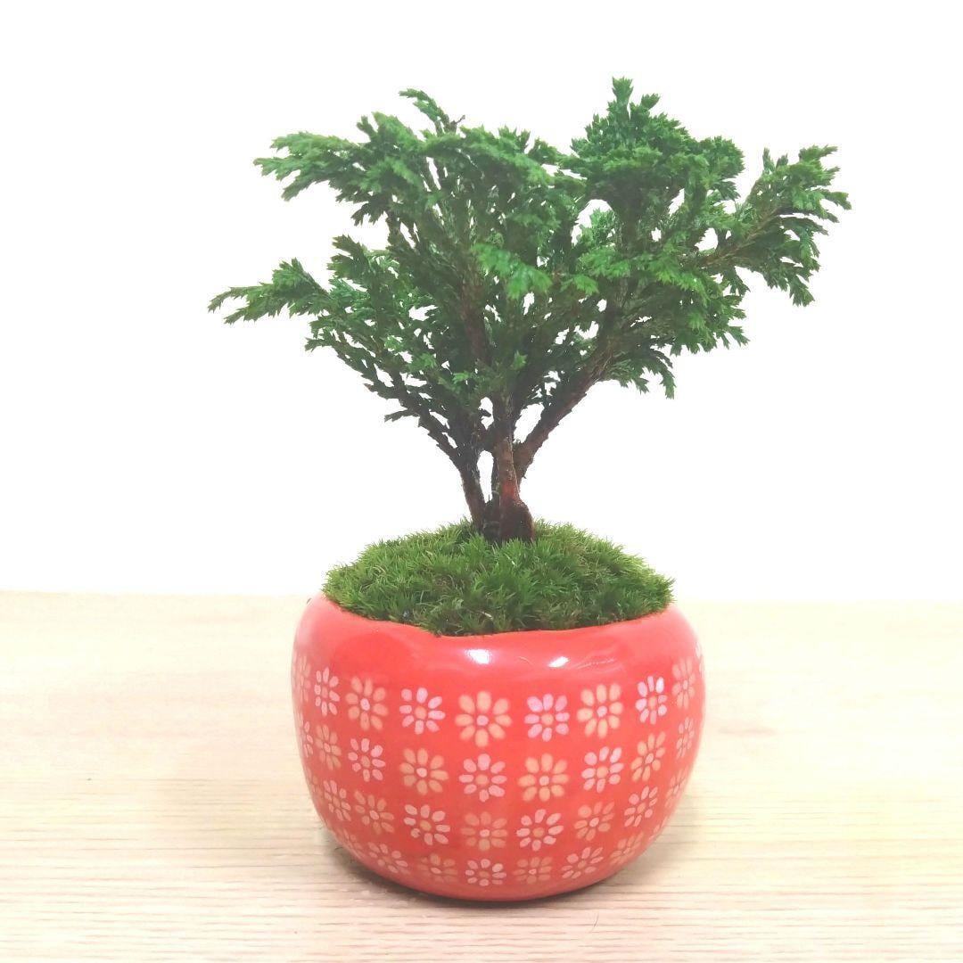 POTOCO 姫 サワラ 椹 陶器鉢 観葉植物 盆栽 豆盆栽 小品盆栽 木 | POTOCO