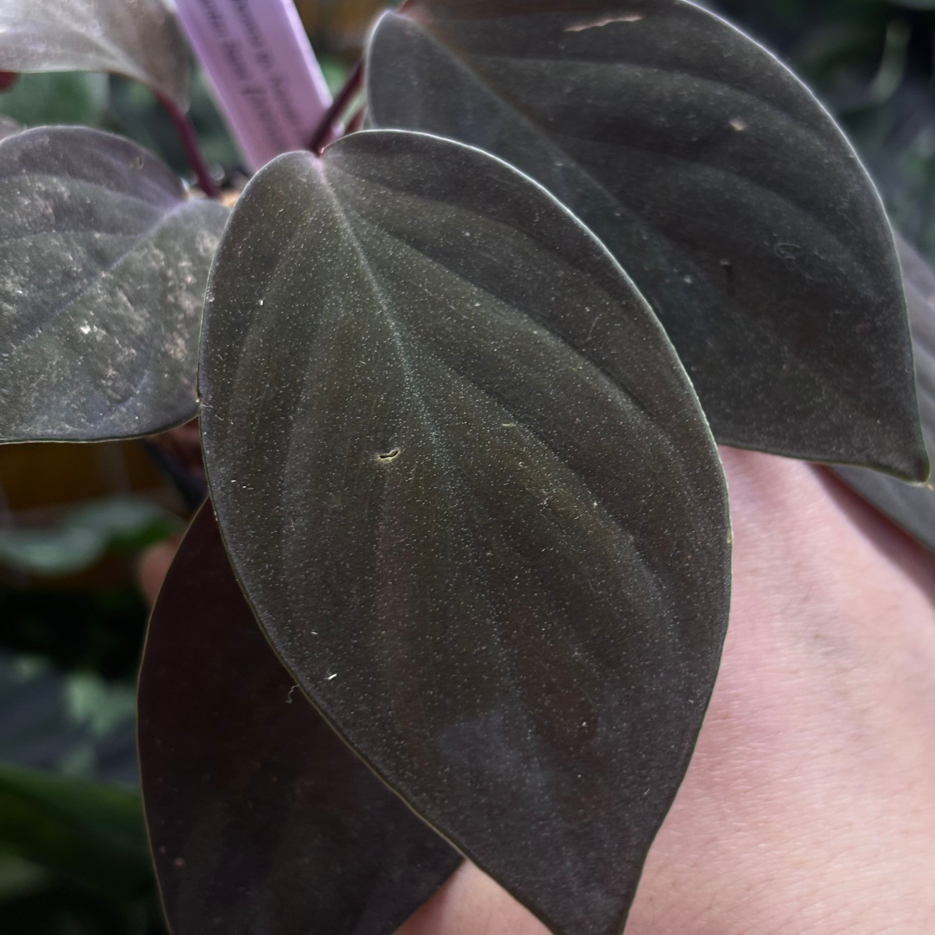 Homalomena sp. Kapuas Hulu Kalimantan Barat【ZOE0226-05i】 ②