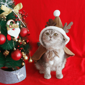【PET】4色展開裏起毛クリスマス風フワフワボール飾り秋冬記念撮影ペットマント