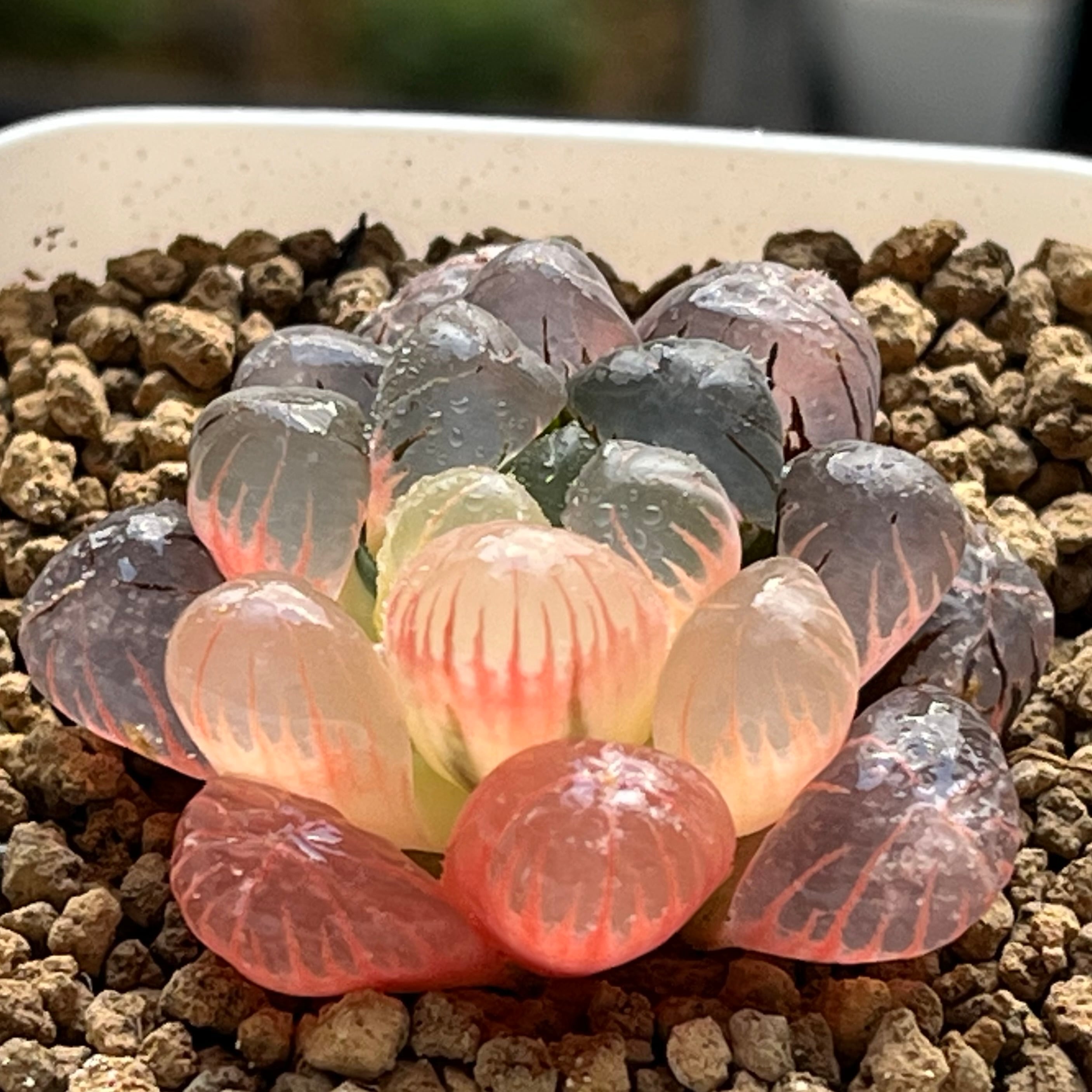 ハオルチア 雫絵巻 | mocono_plants