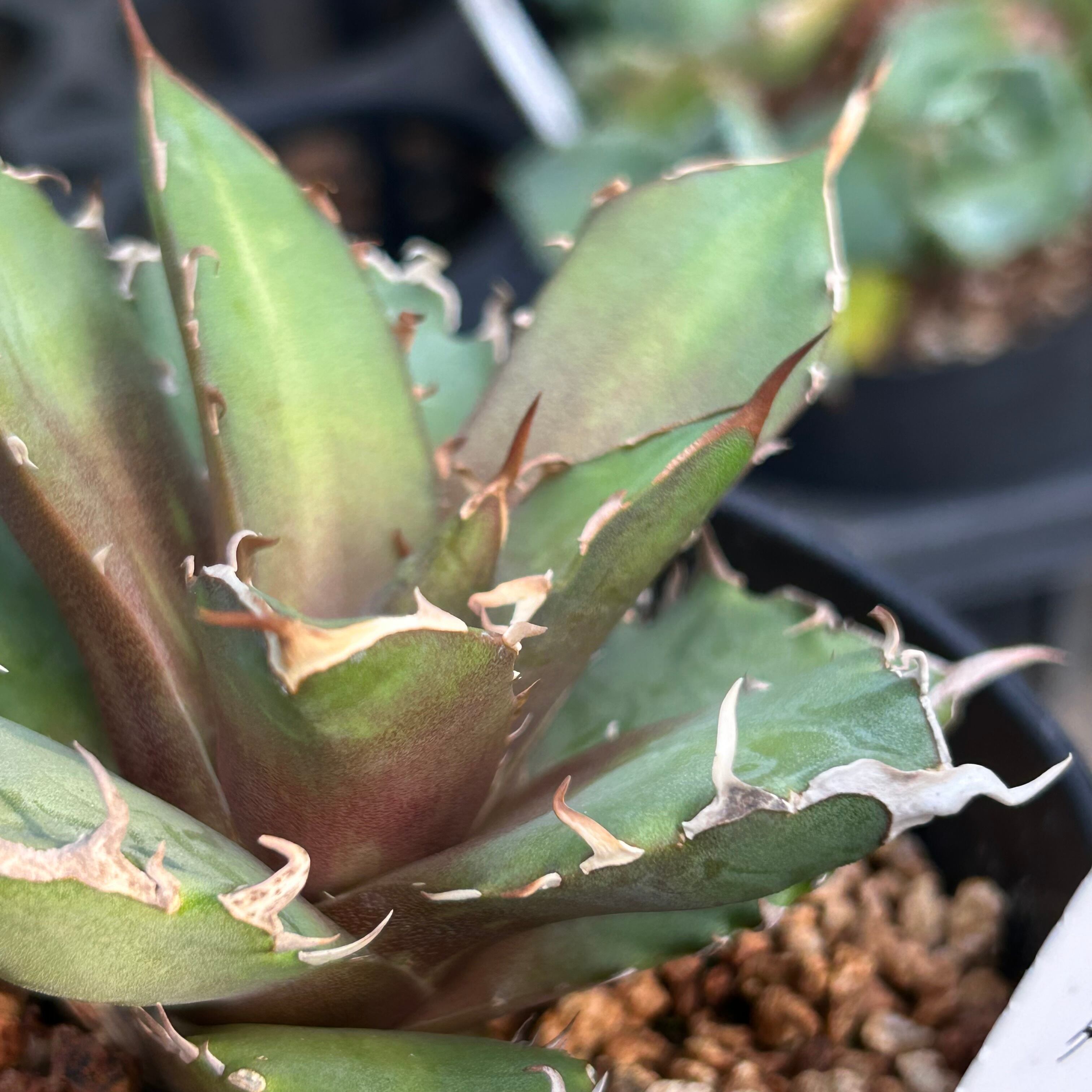 T)アガベ チタノタ 鬼爪(夏型) | RuPo 多肉植物専門店